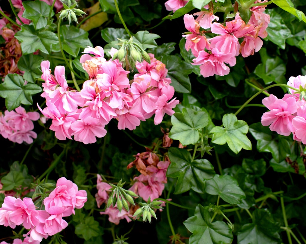 Geranium