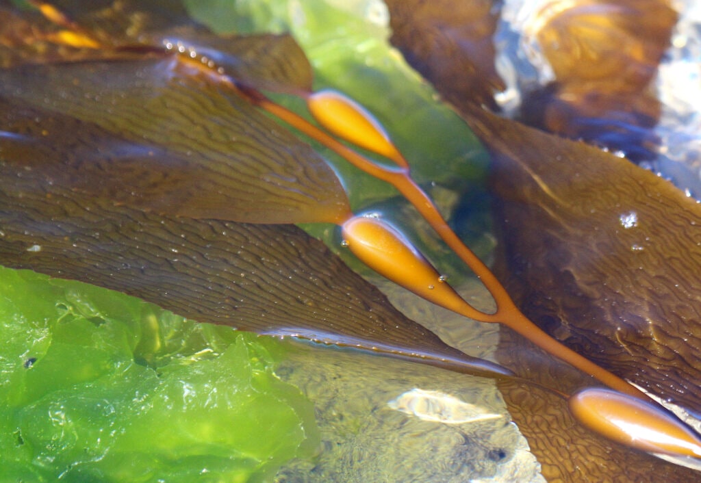 Bladder kelp