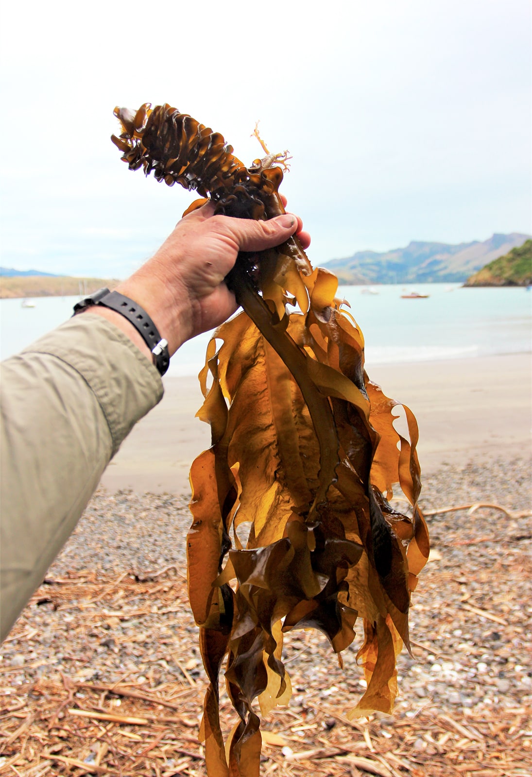 Wakane seaweed