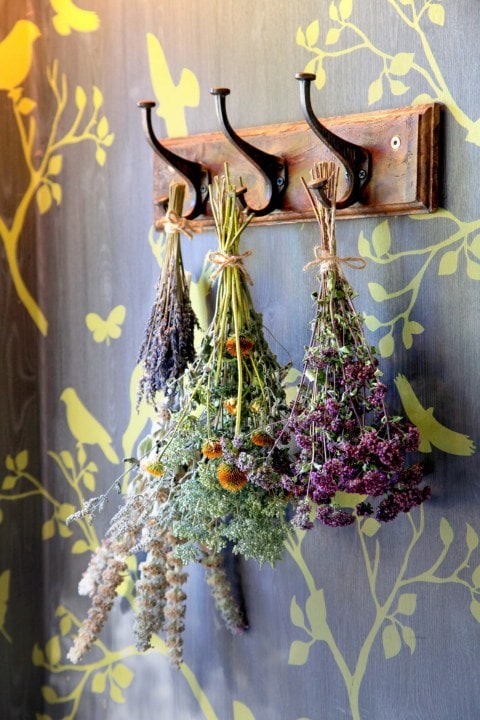 hanging dried shrubs and herbs