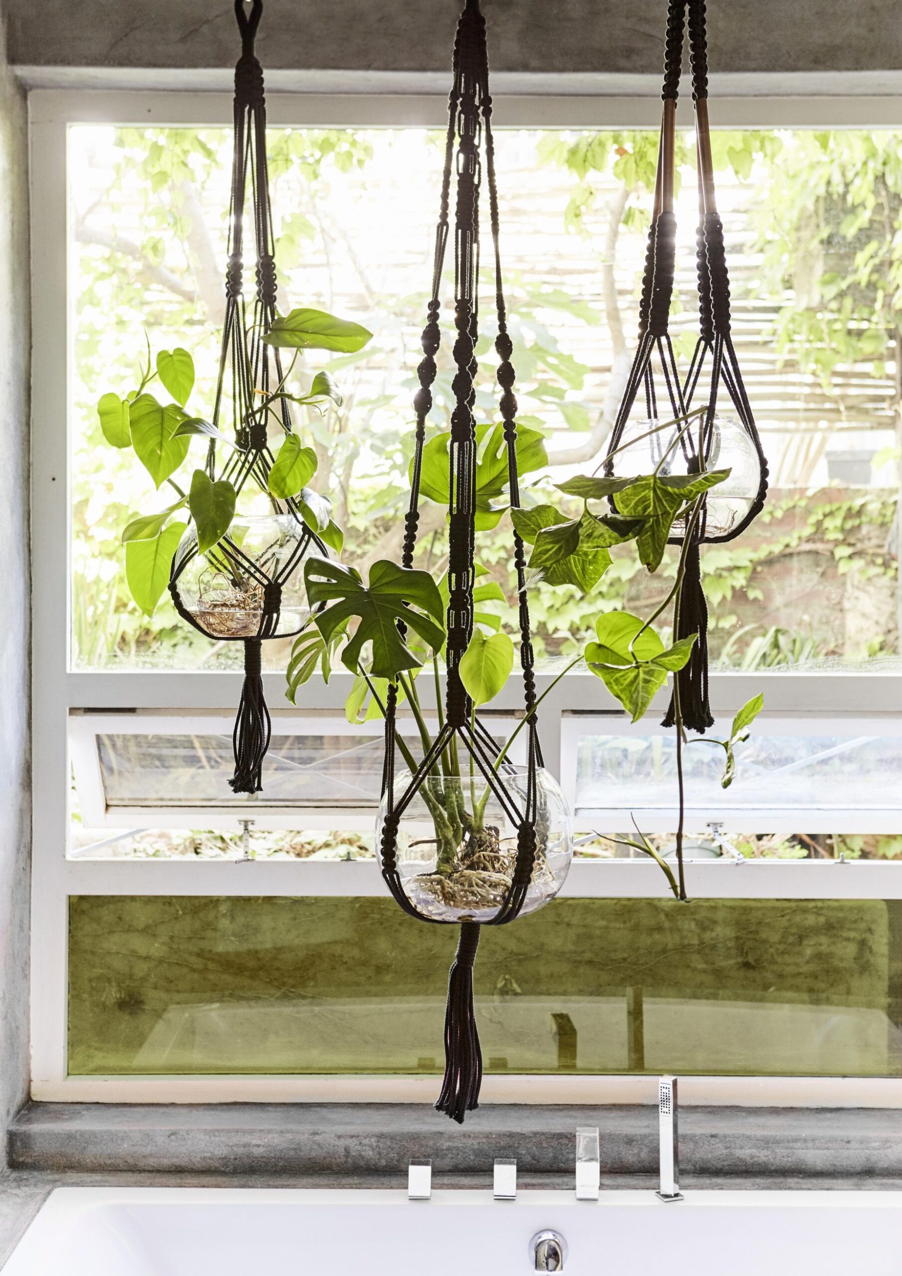 Three indoor plants in hanging from macramé baskets