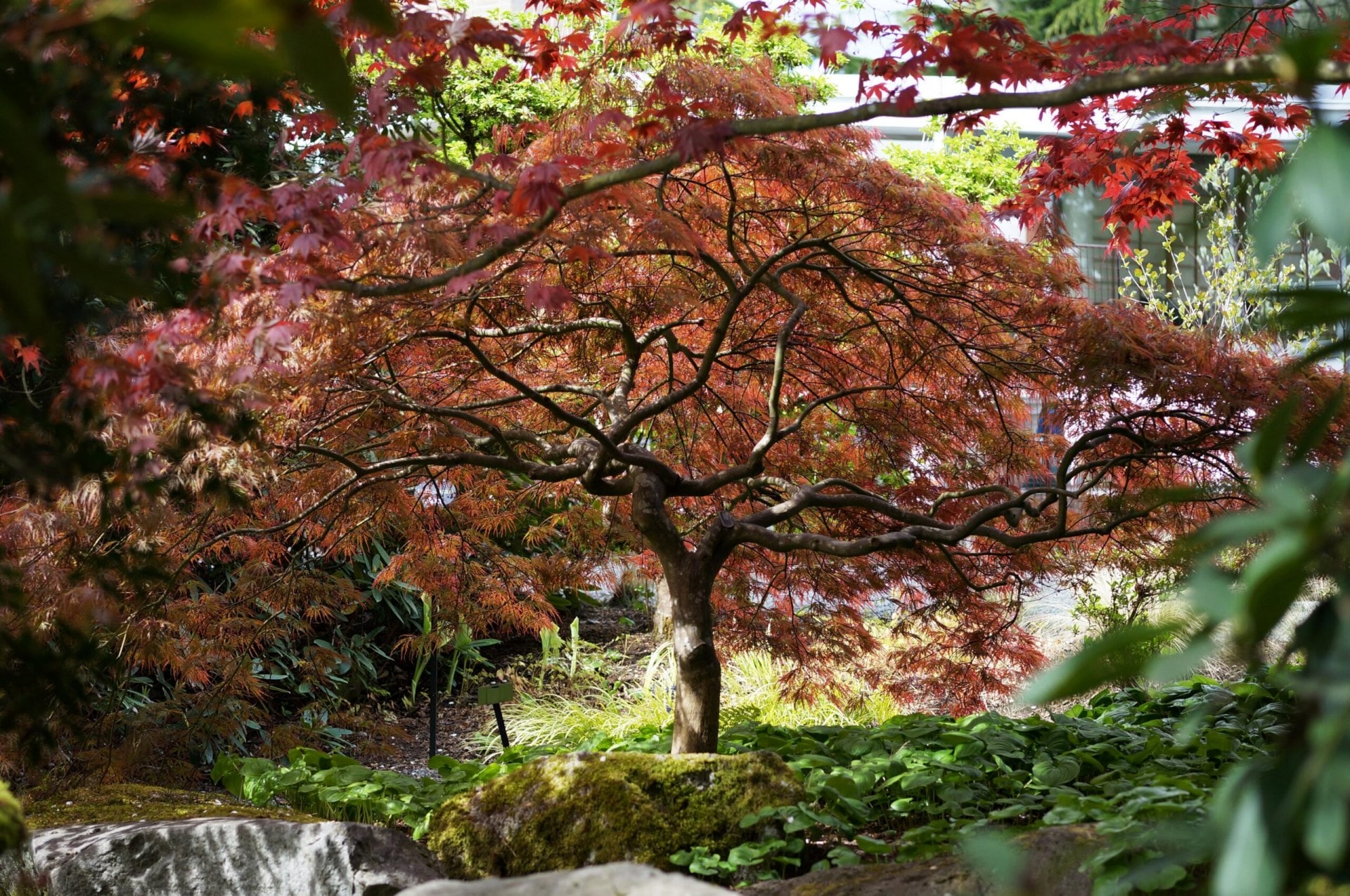 A reddish-brown maple tree