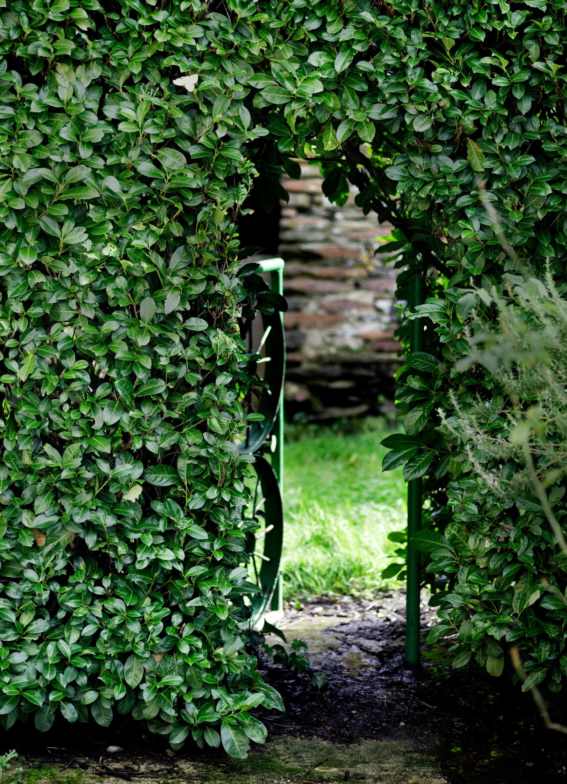 A wall of hedges with a gate in between