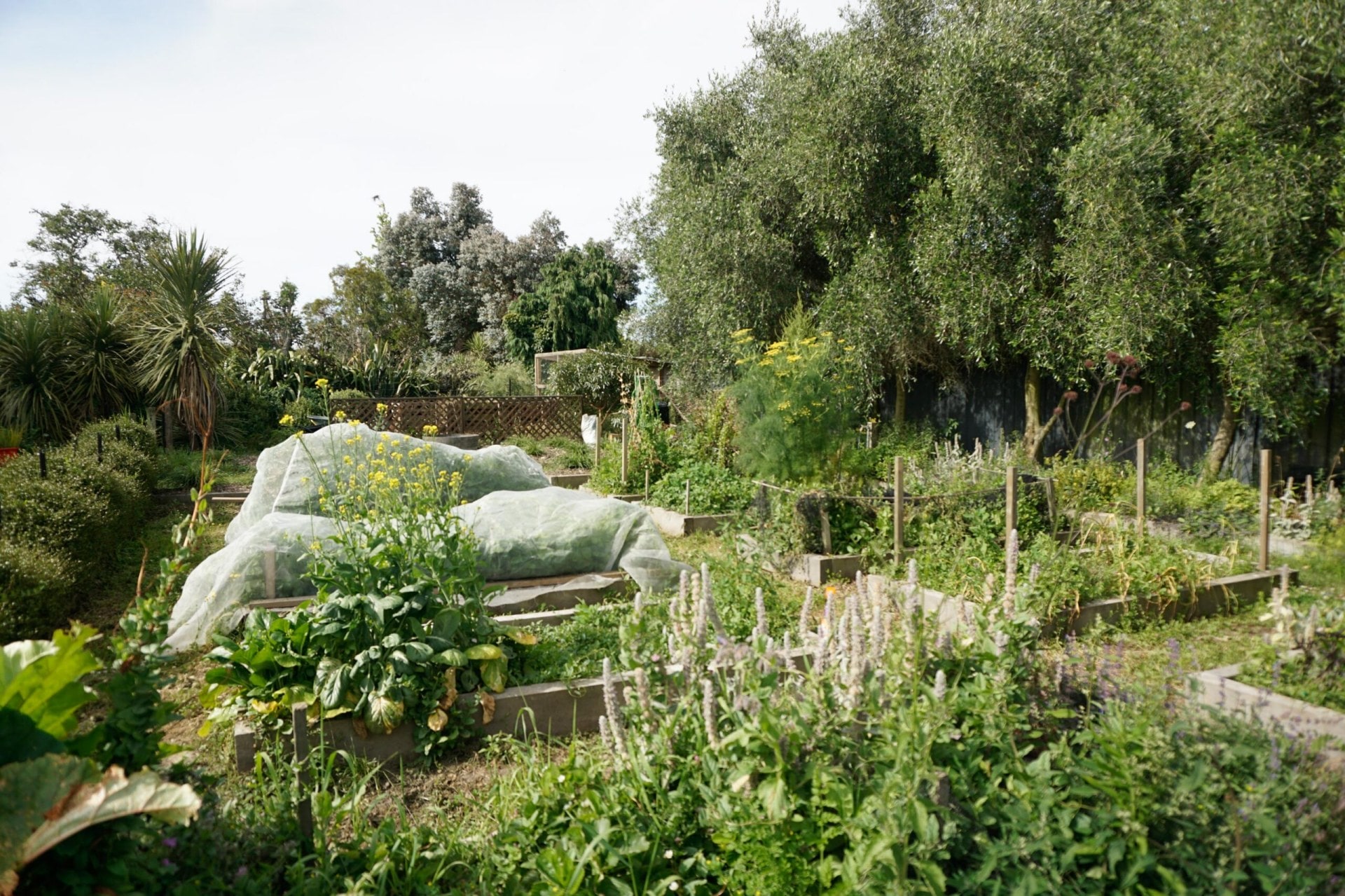 Neatly organised vegetable garden.