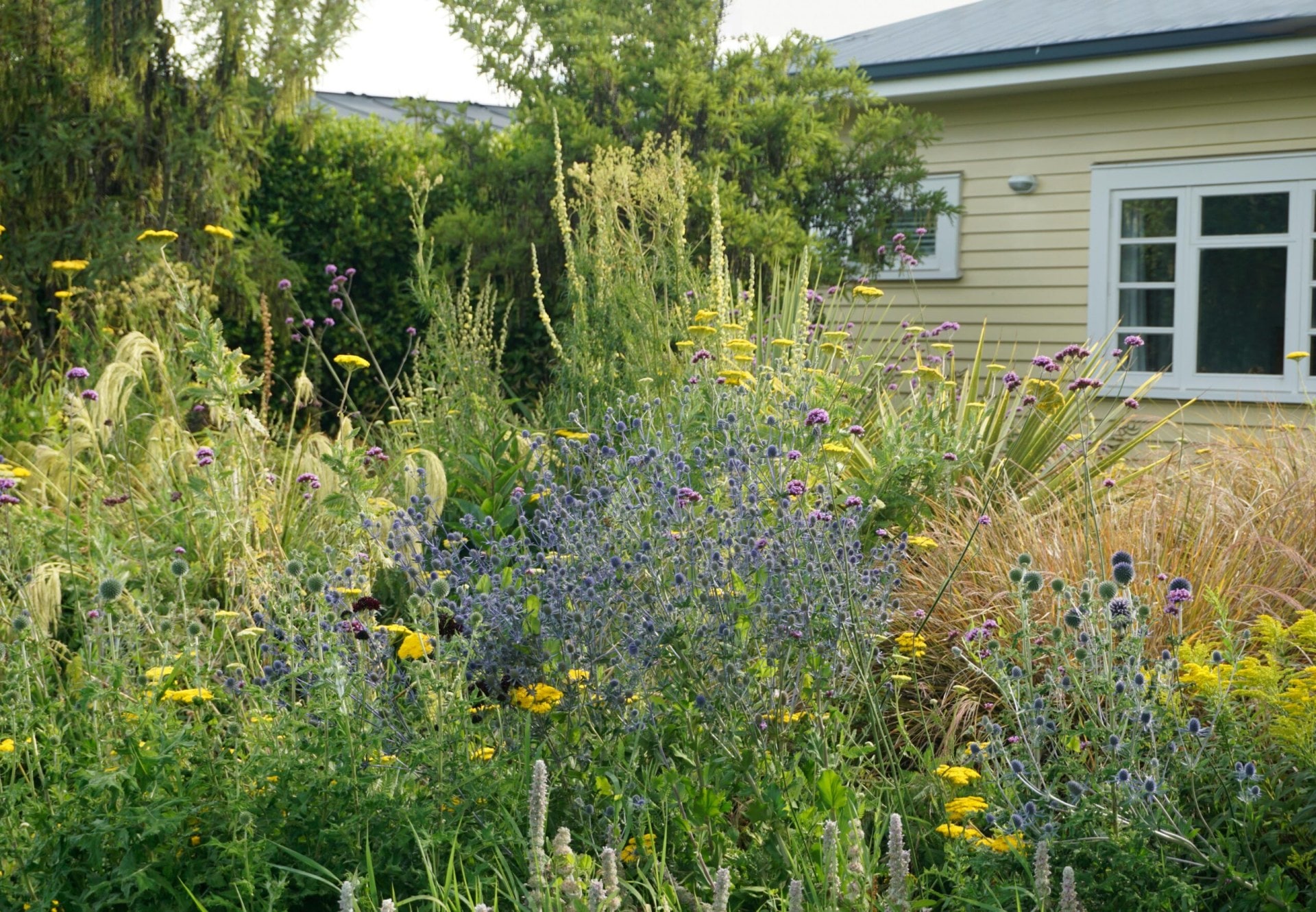 Purple and yellow flowers in shrubbery in front of a house.