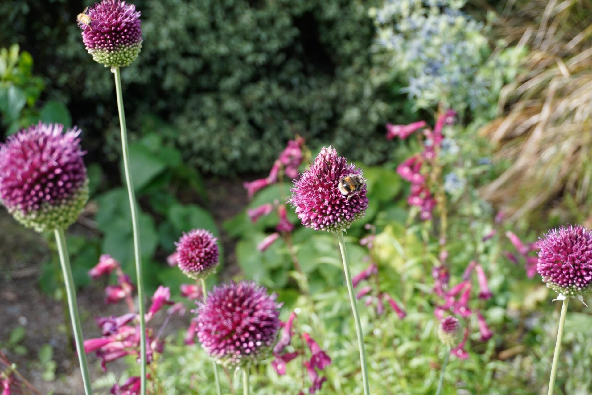 A bee on purple flowers.