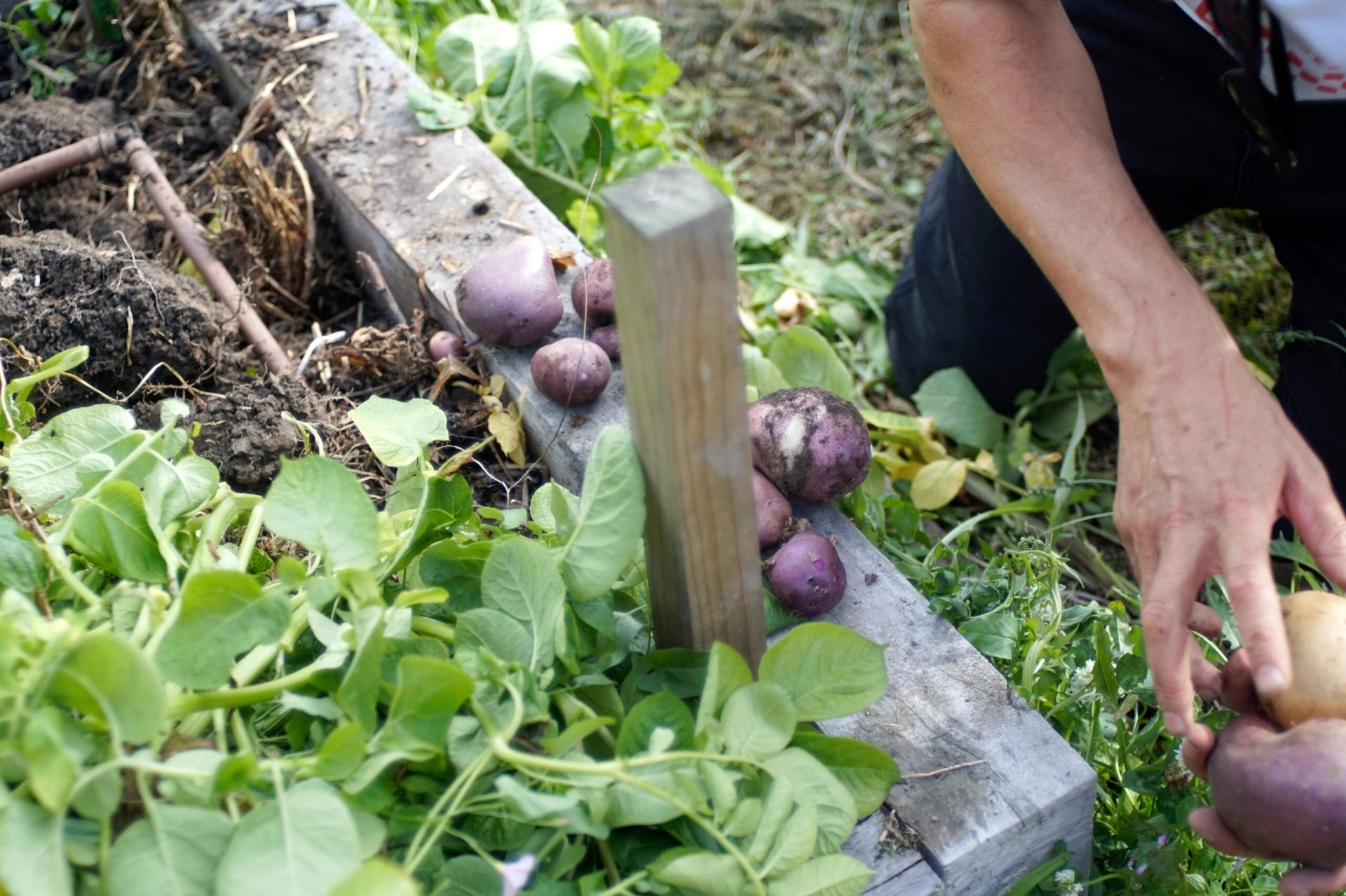 Freshly picked purple potatoes in a garden.
