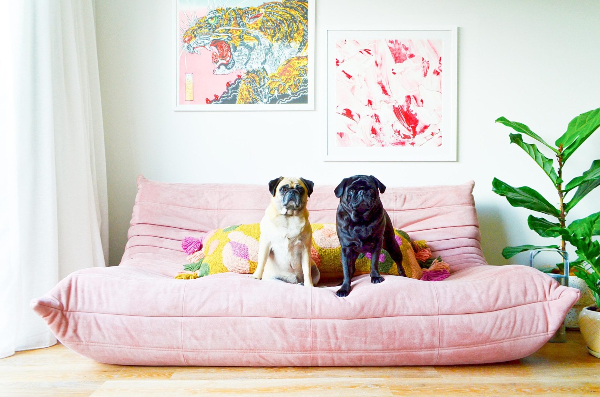 Two pugs sitting on a pink couch with cushions next to an indoor plant.