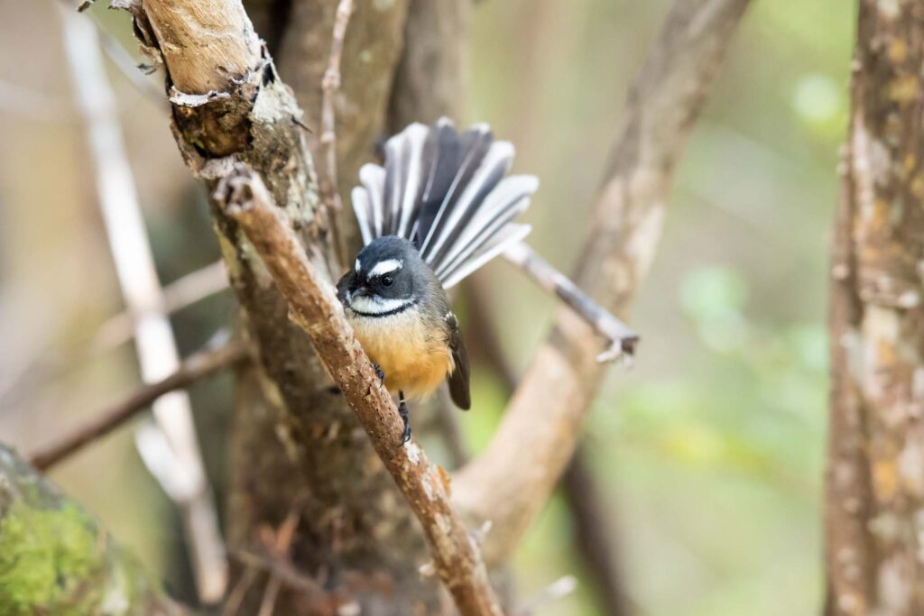 piwakawaka in a tree