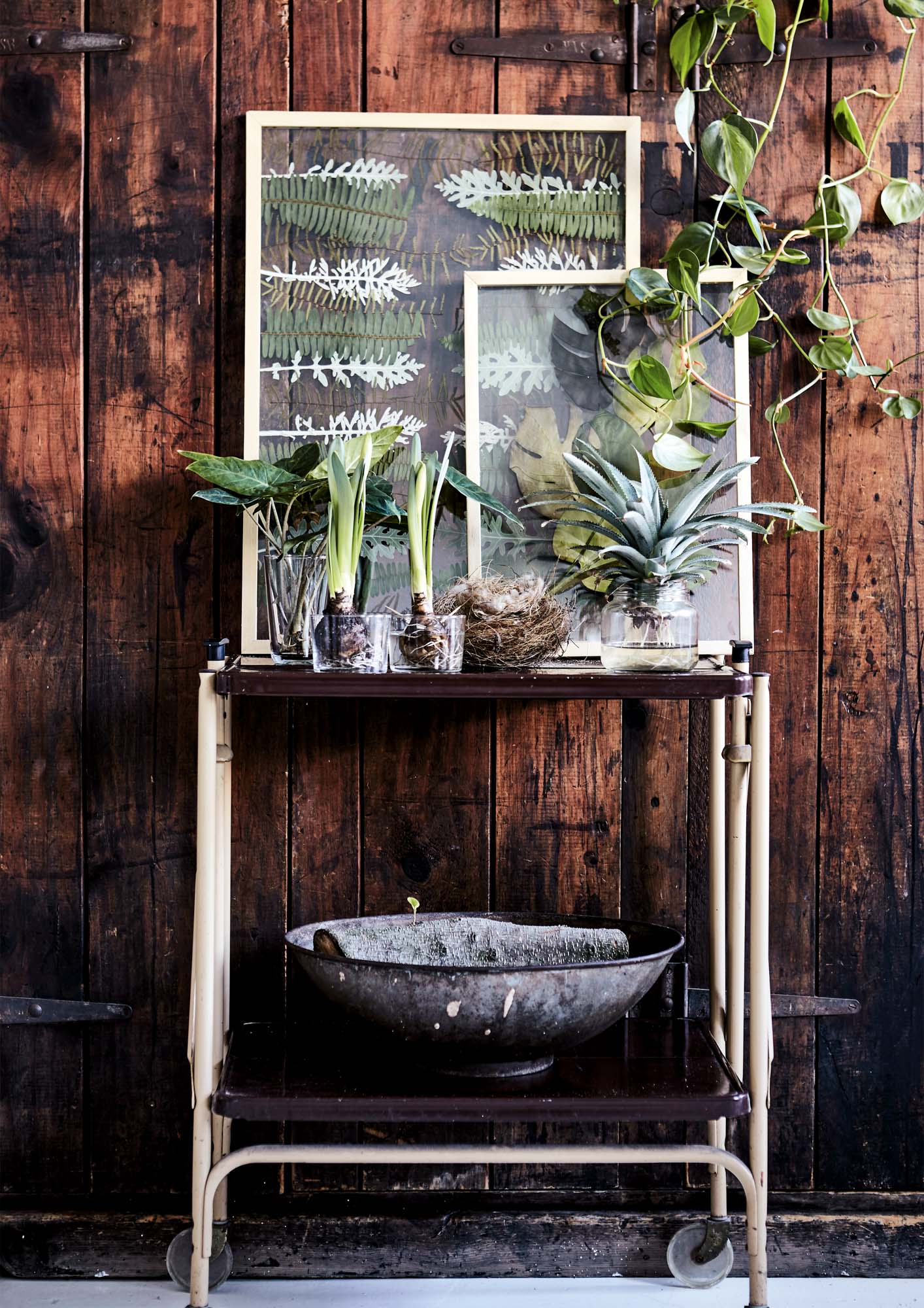 pressed plants in frames against a wooden wall