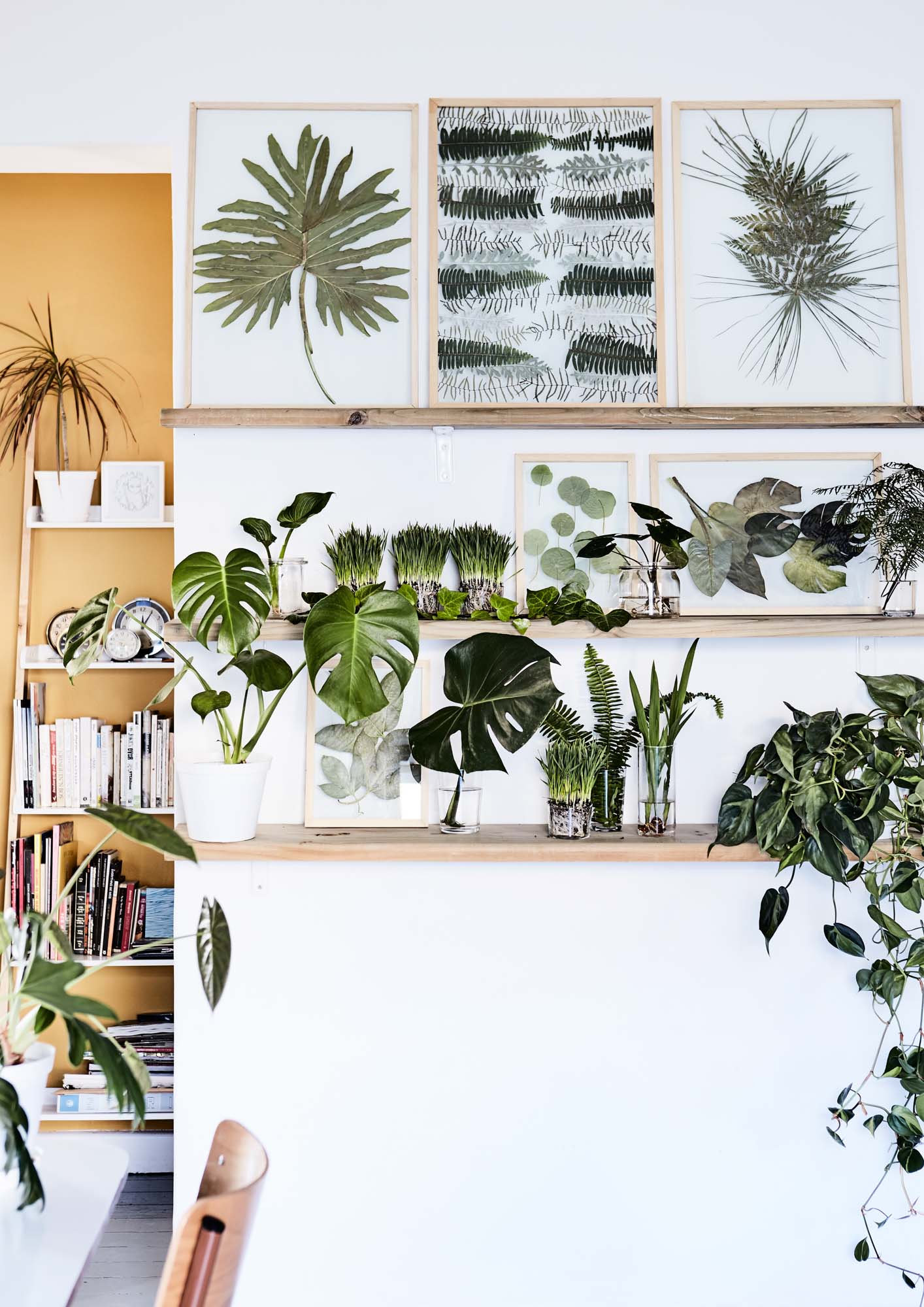plants and pressed plants in frames on a shelf
