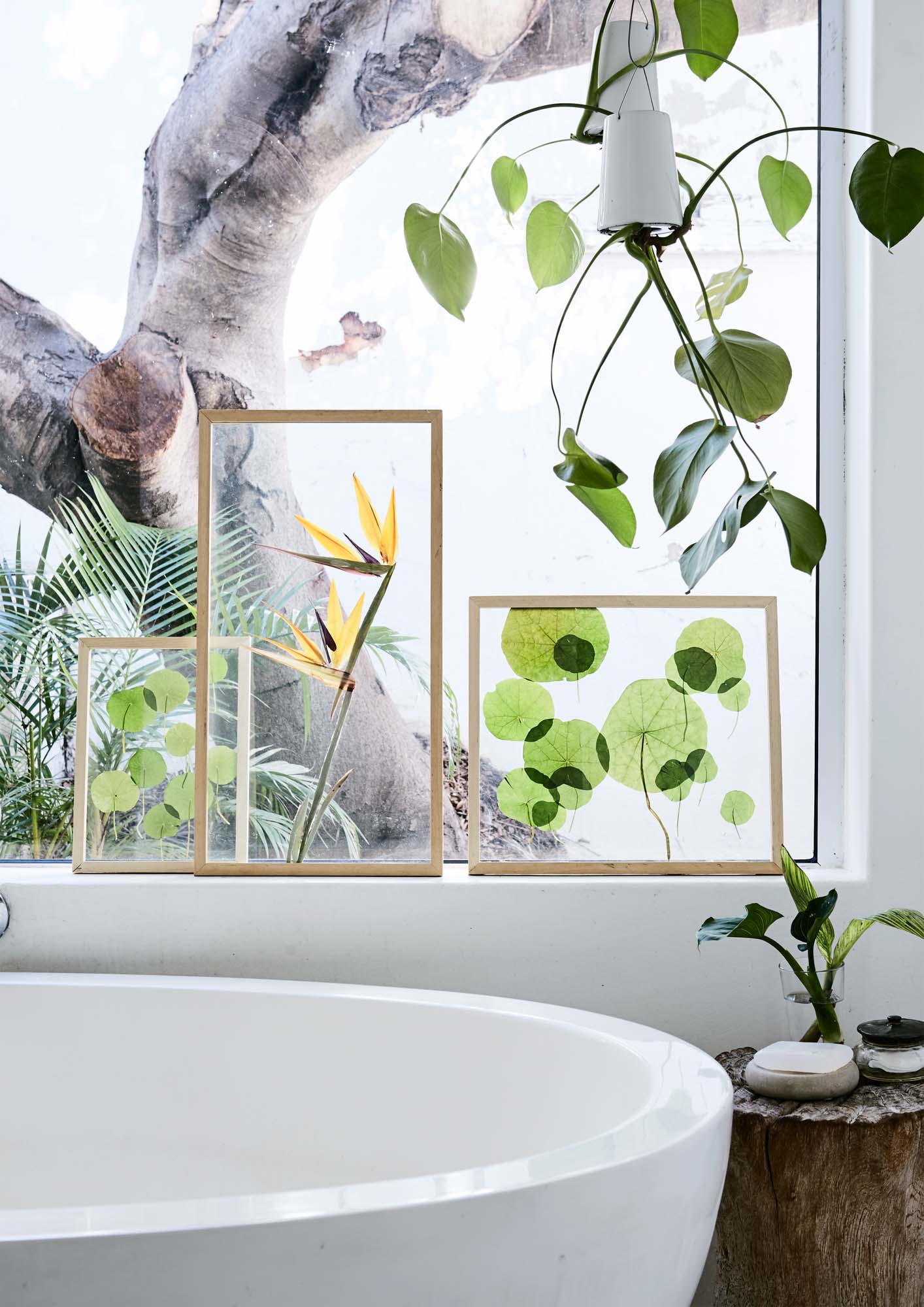 botanical plants pressed between glass sheets in a frame