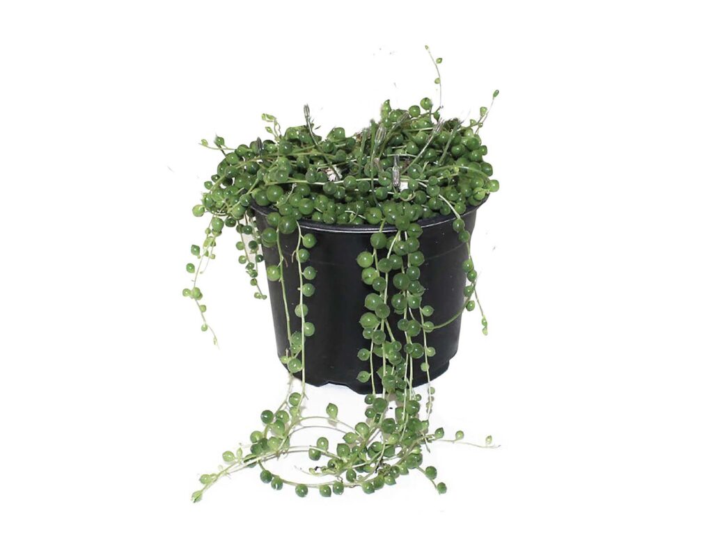 Senecio rowleyanus, $19.99 from Kings Plant Barn.