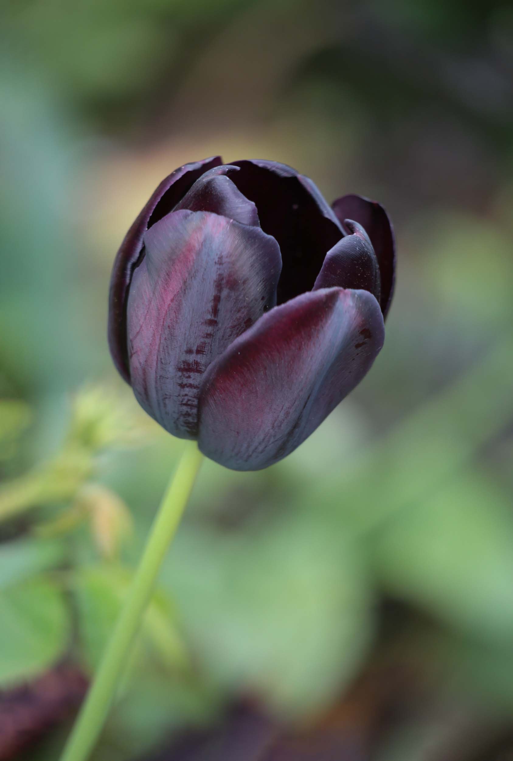 Gothic garden glamour: our guide to black plants - WOMAN