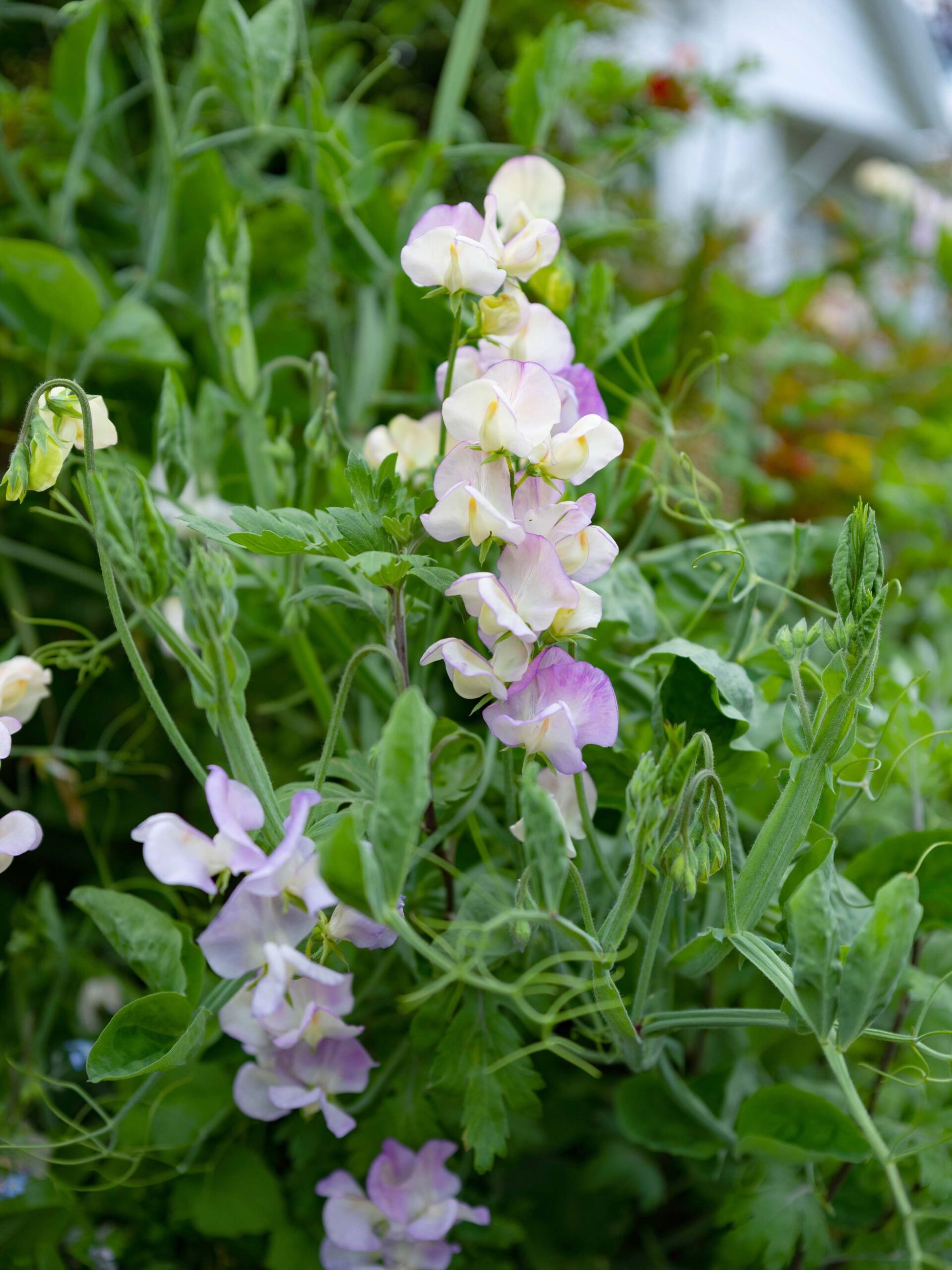 Sweet peas