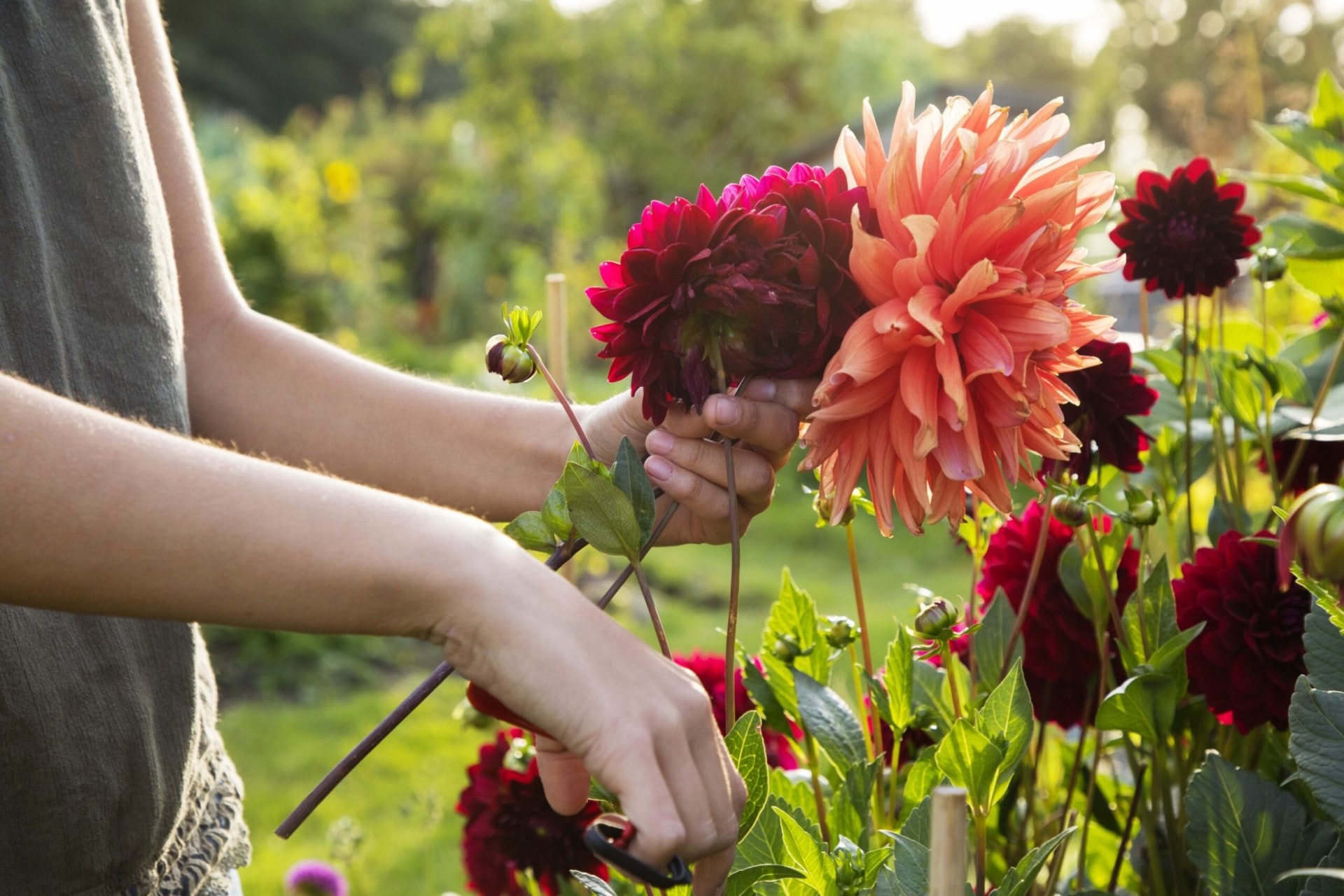 Dahlias