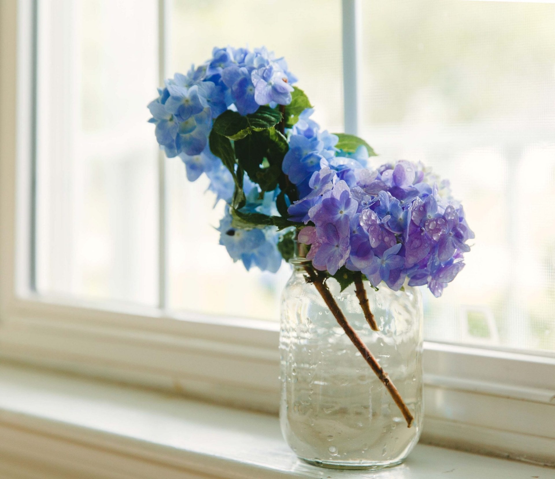 Hydrangeas in a case on a windowsill