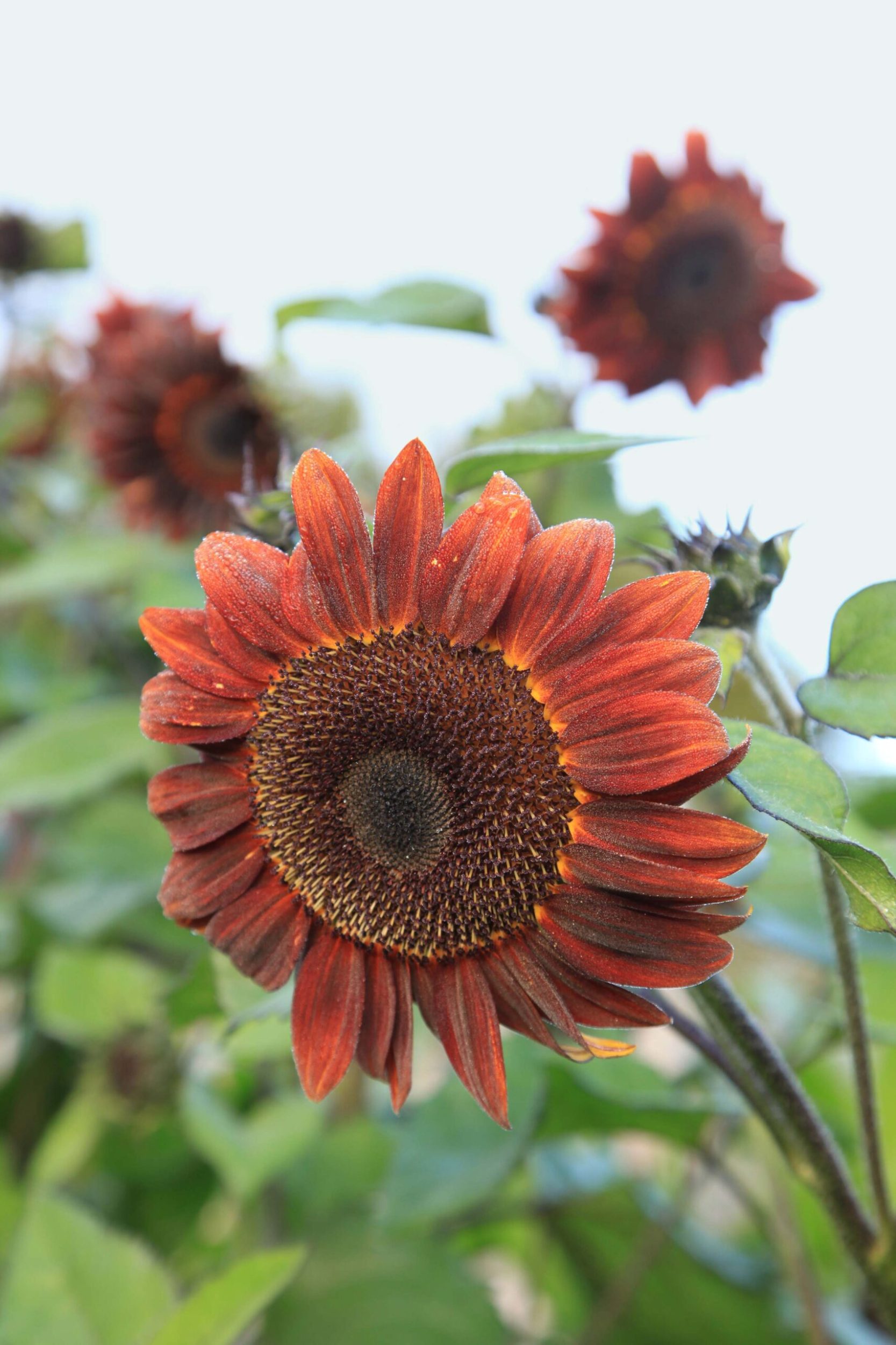 Sunflowers