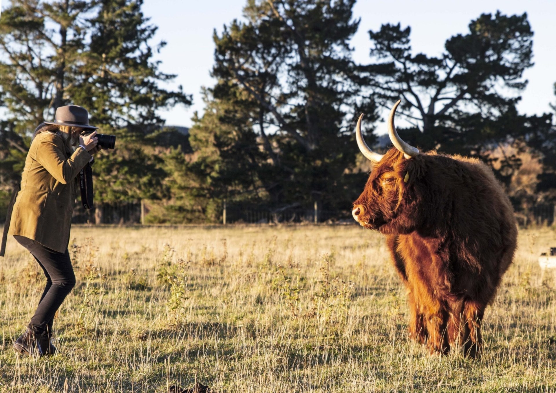 Amanda King photographing a bull