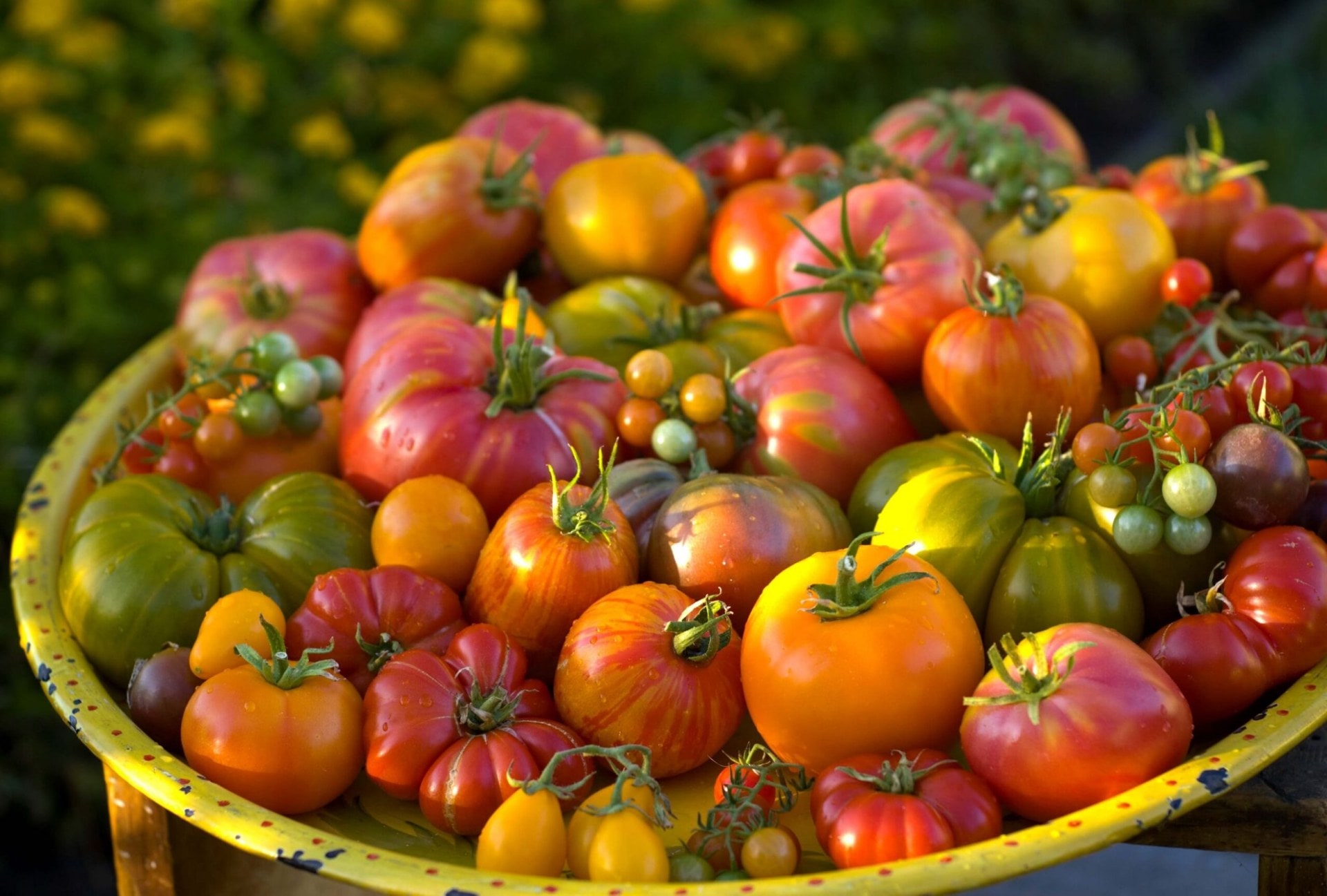 Various tomatoe varieties in a yellow bowl