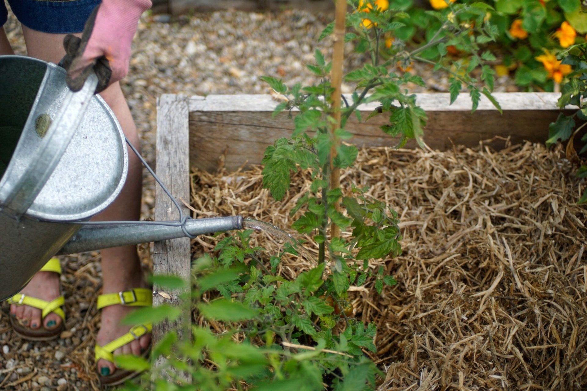 A garden bed using pea straw as mulch, a person watering the plant growing in the bed
