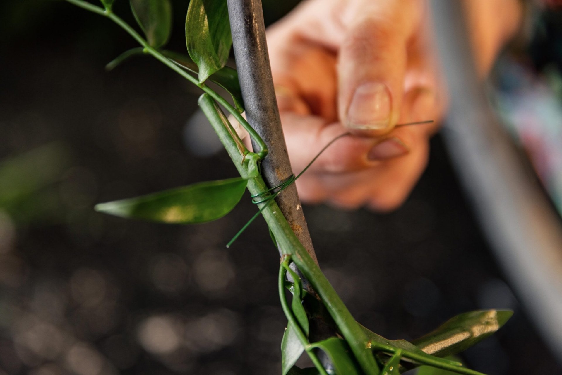 using wire attach the foliage to the candelabra