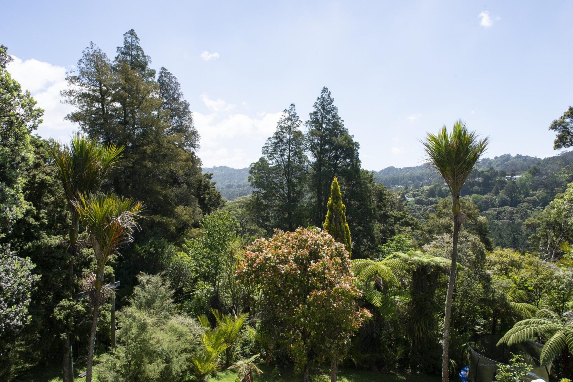 Valley of nīkau, pōhutukawa, and kahikatea. 