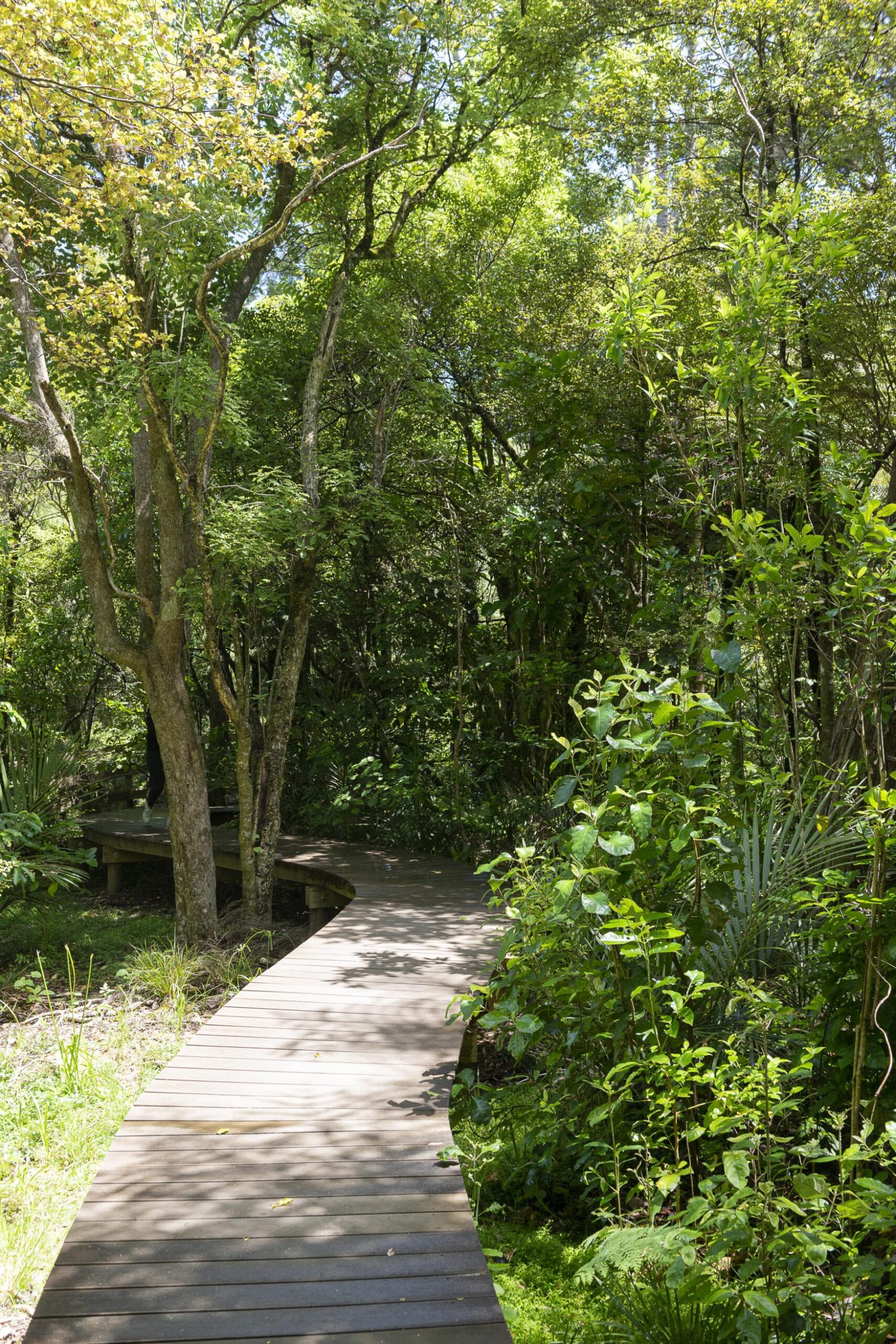 Boardwalk through the bush in Tititrangi