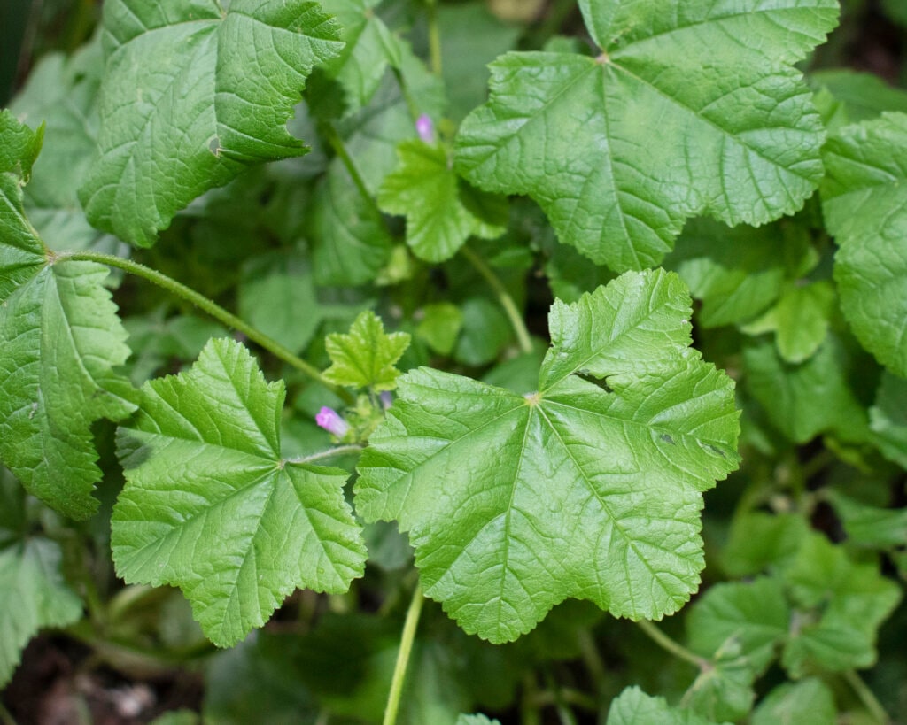 Herb Mallow