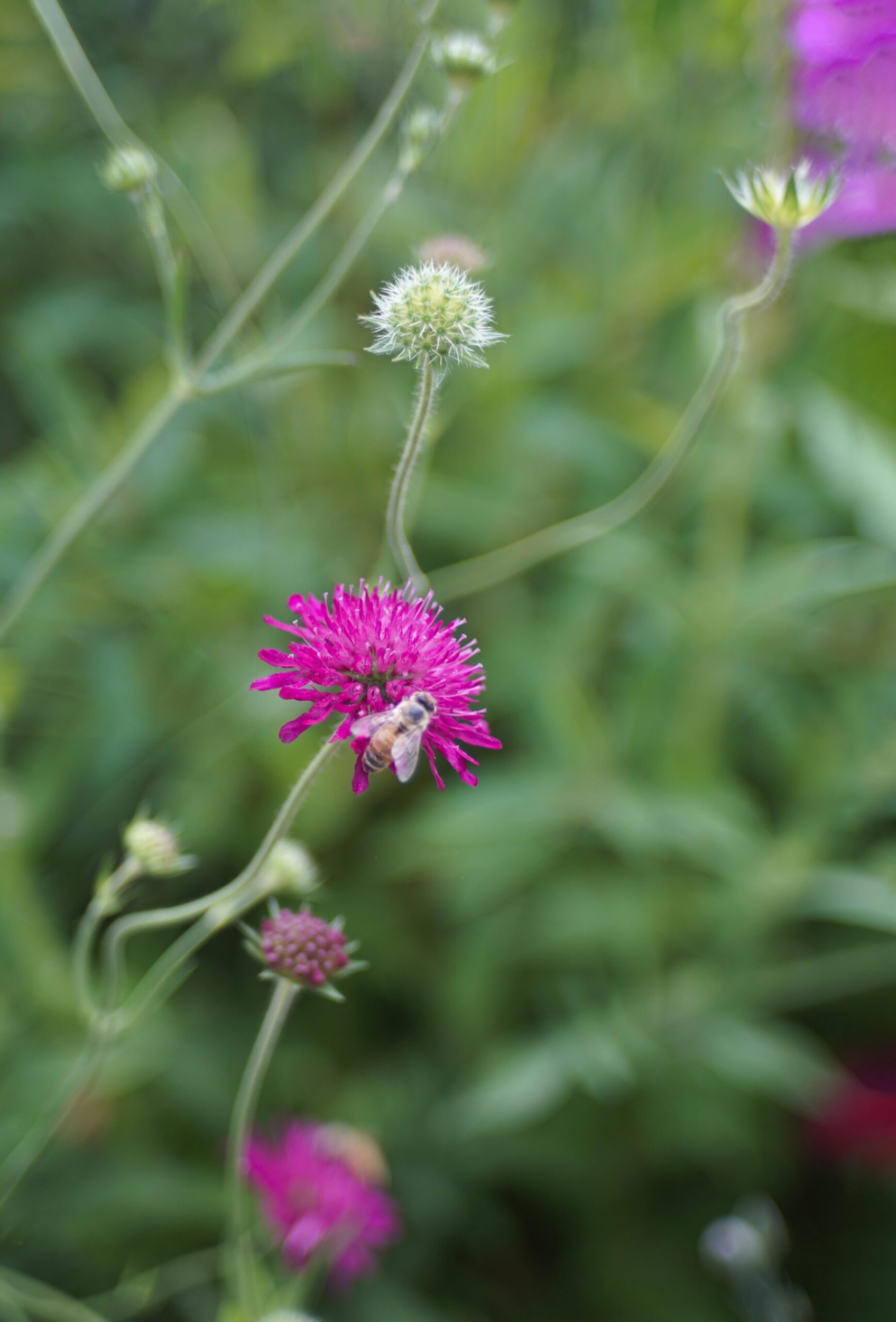 A bee landing on a hot pink scabiosa flower in a field