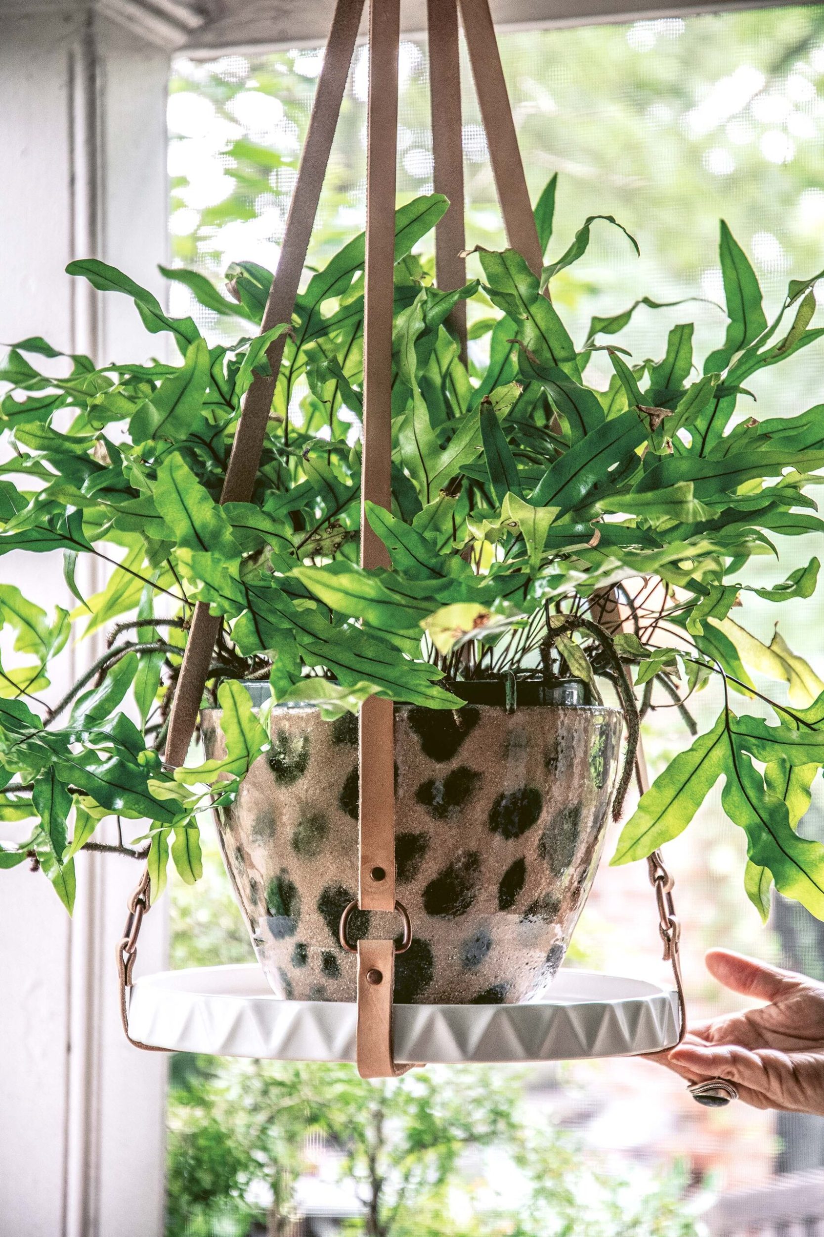 DIY hanging planter with white plate and leather straps