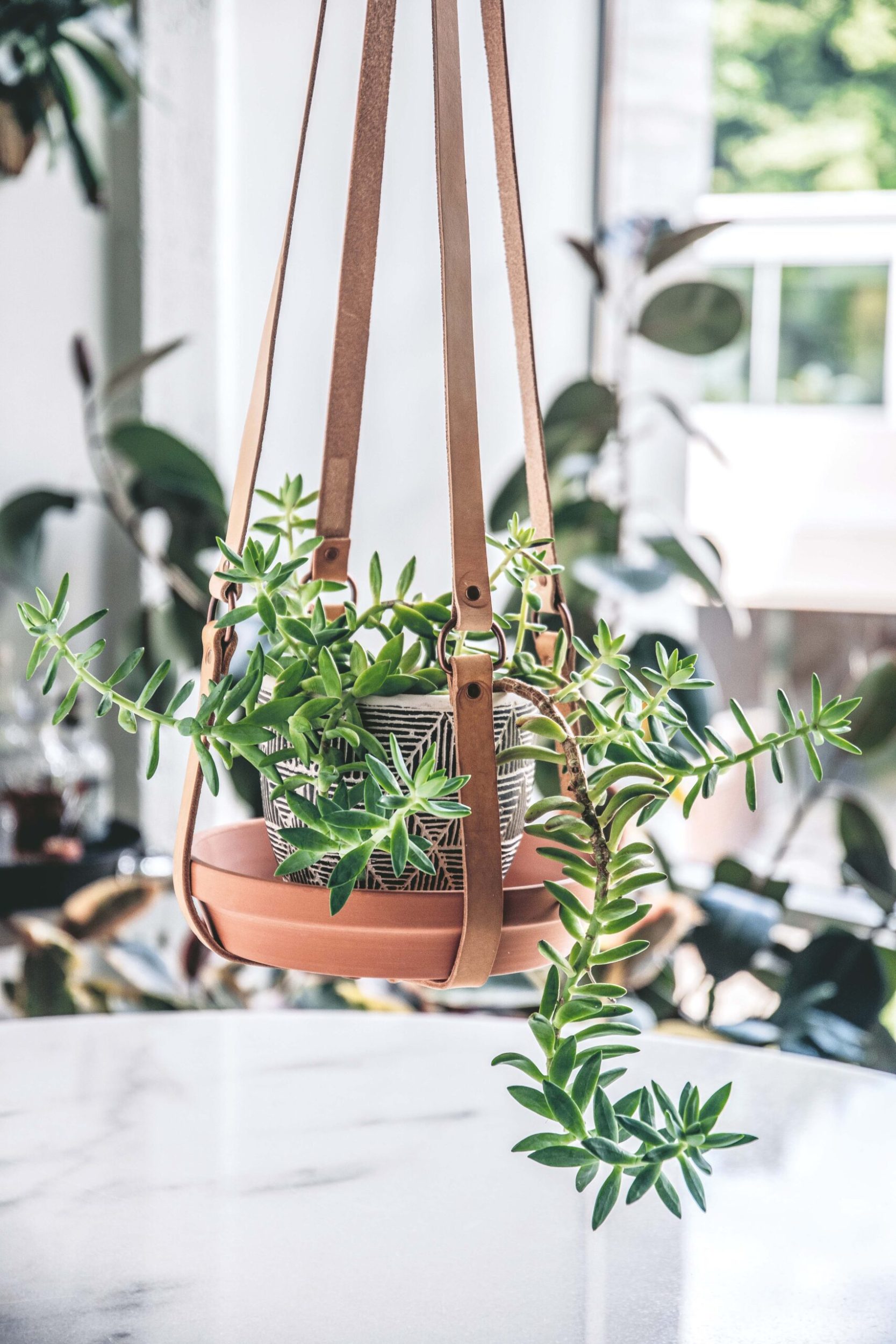 Plant sitting on DIY leather and ceramic hanging planter