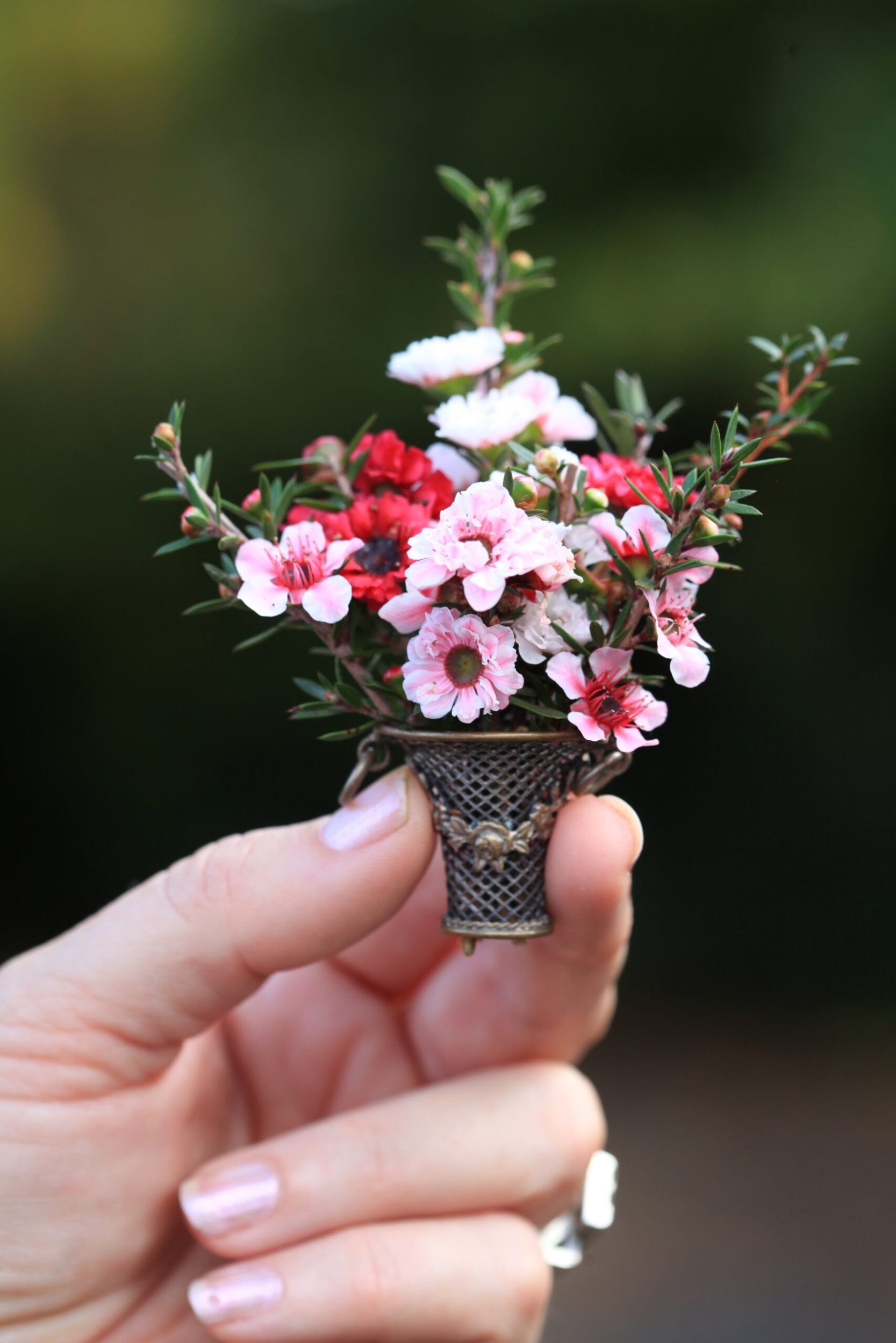 A close up of various mānuka flower varieties