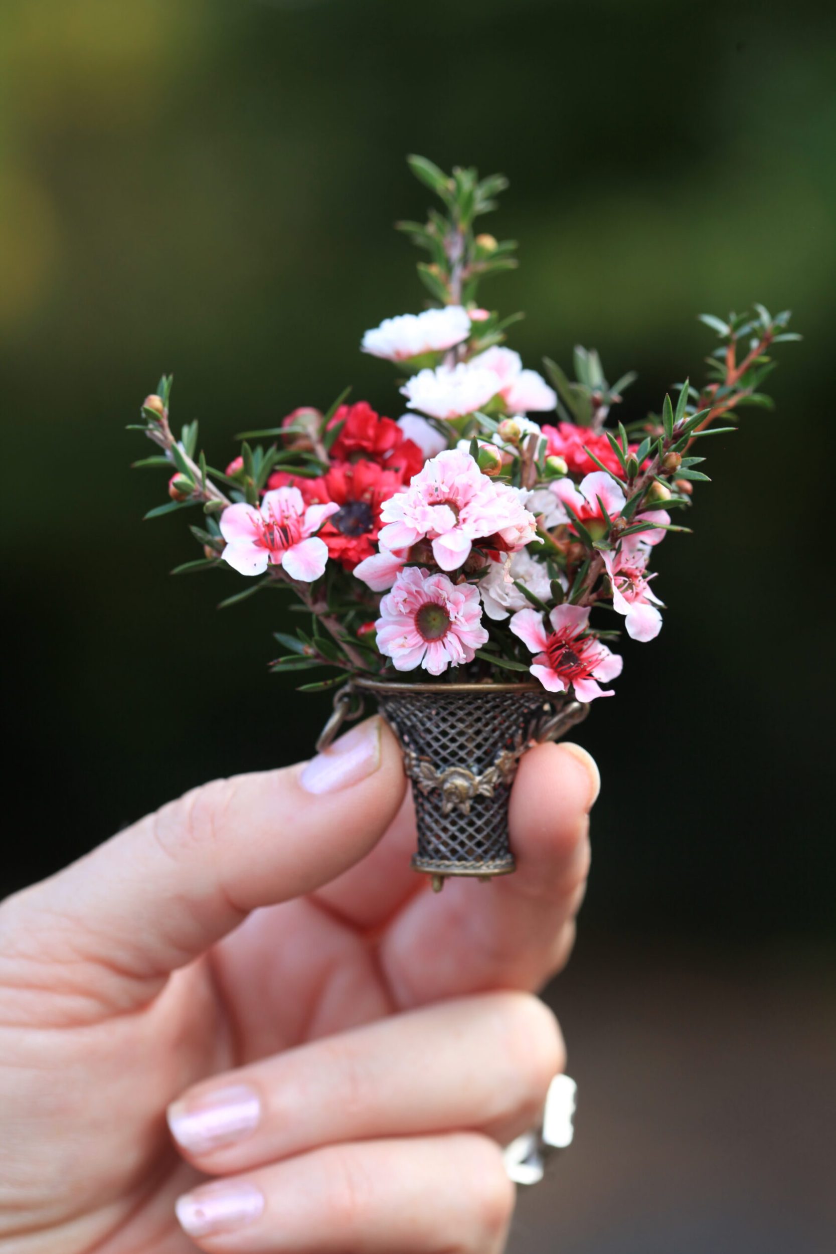 A close up of various mānuka flower varieties