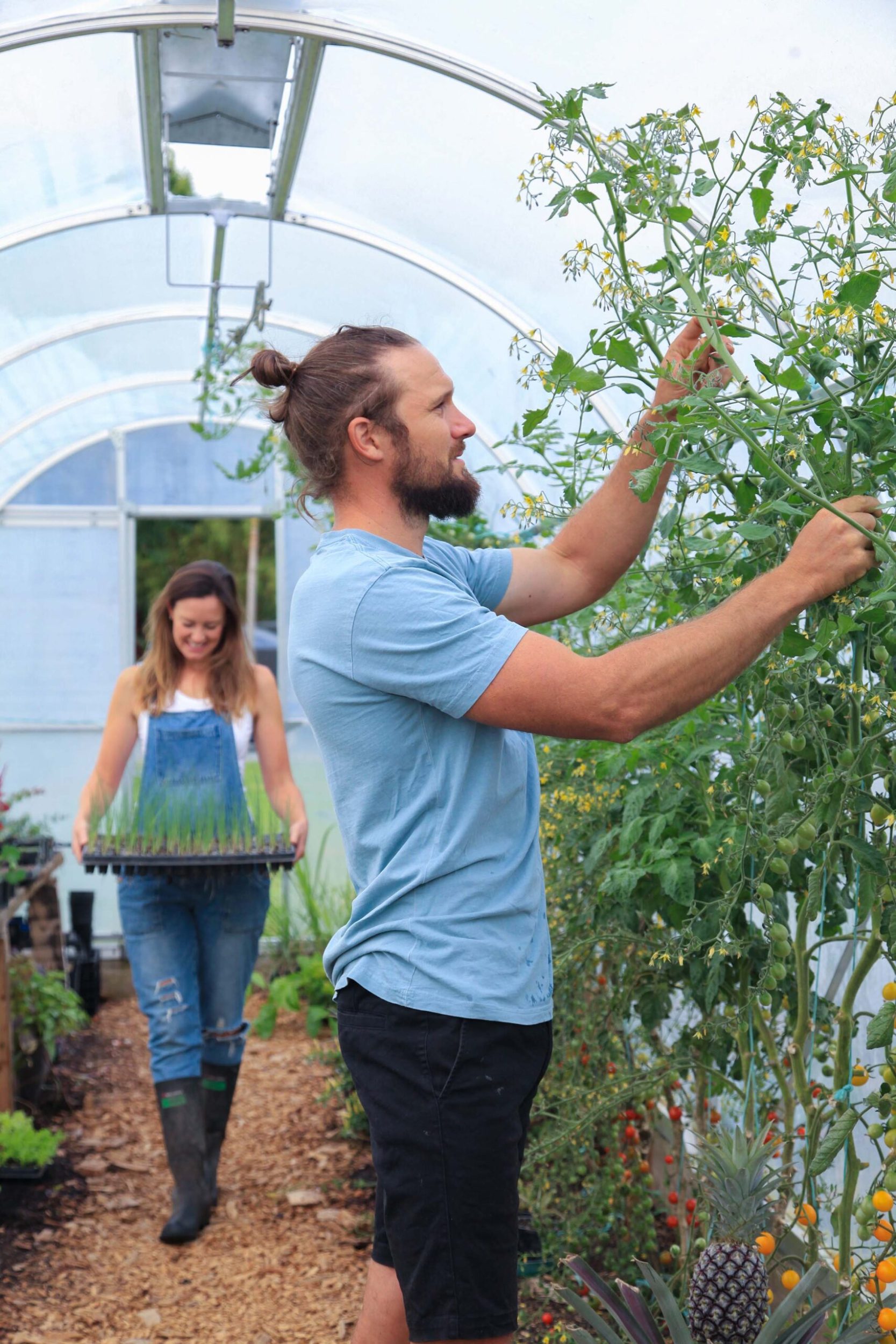 Man gardening tomato vine 