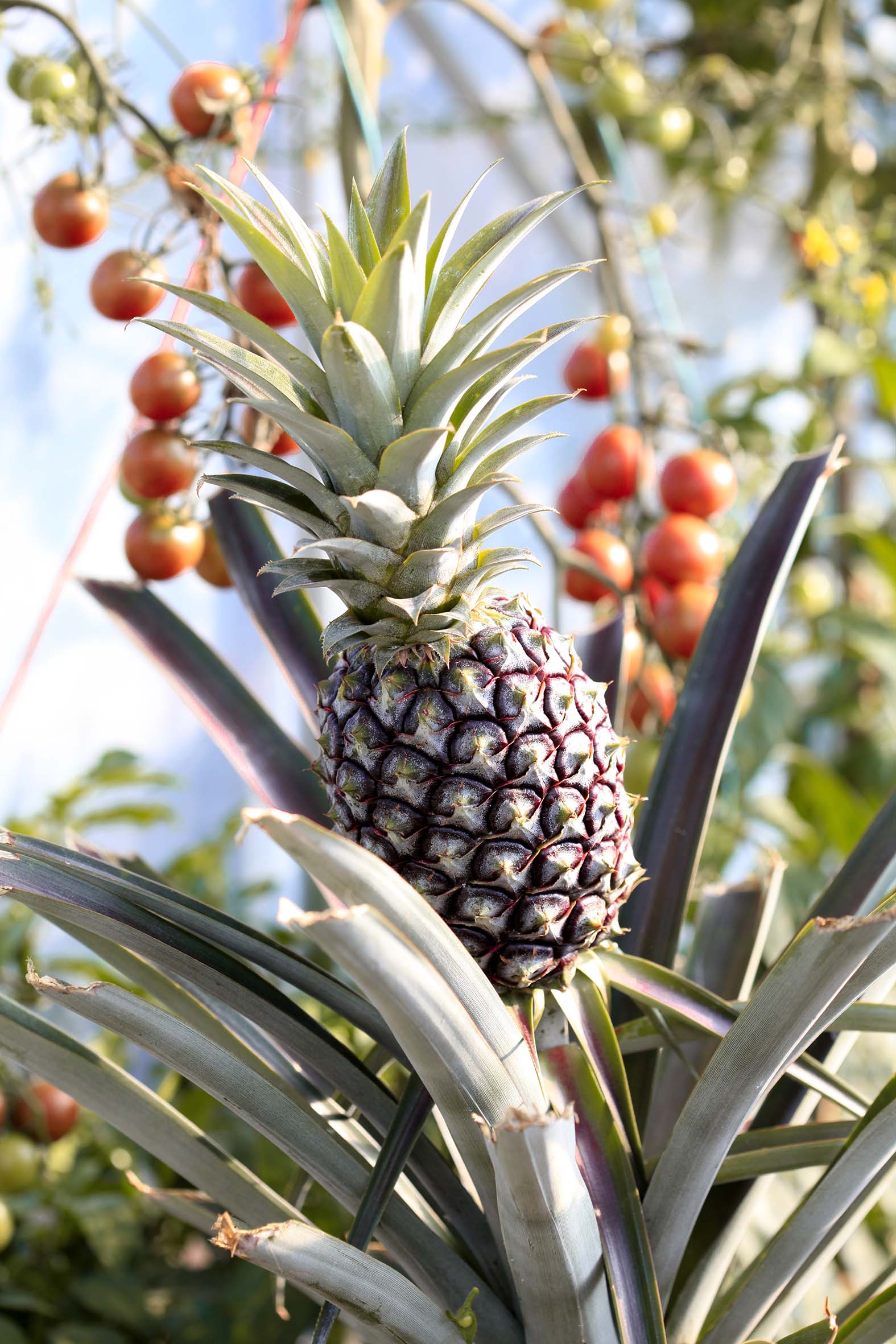 Pineapple growing in a tree