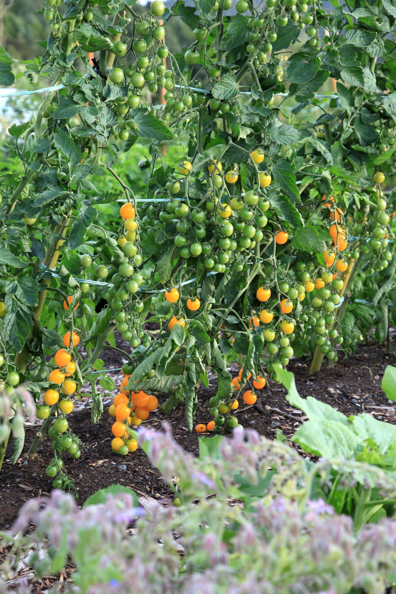 Ripening cherry tomatoes on a vine