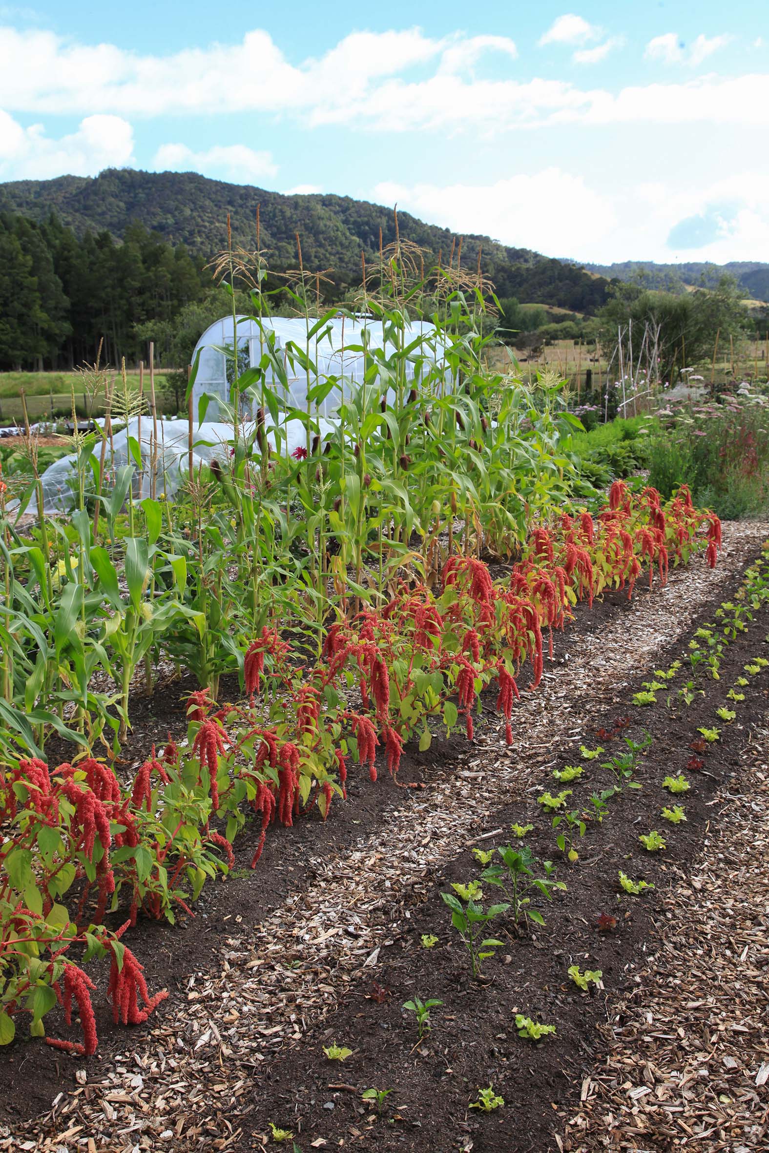 Rows of sweetcorn, flowers and lettuce growing in the garden