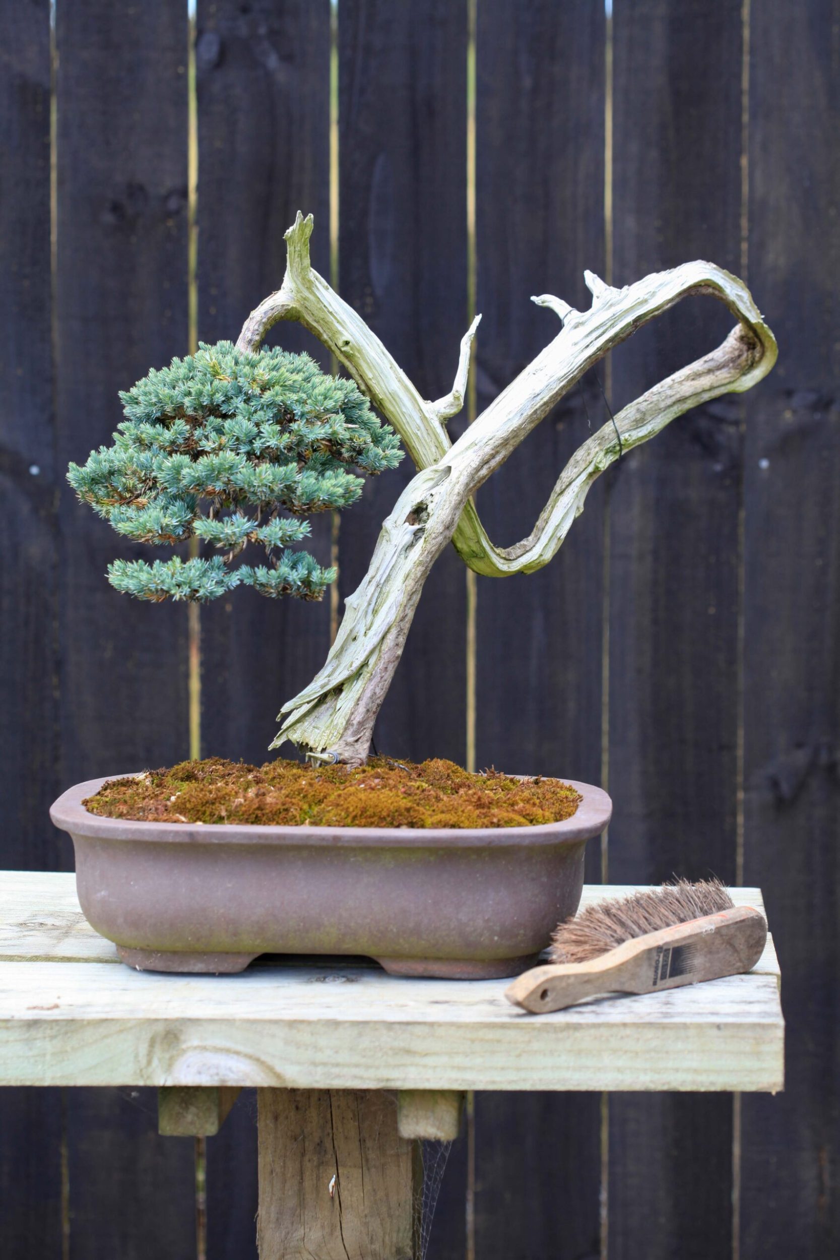 A juniter bonsai tree in a brown pot