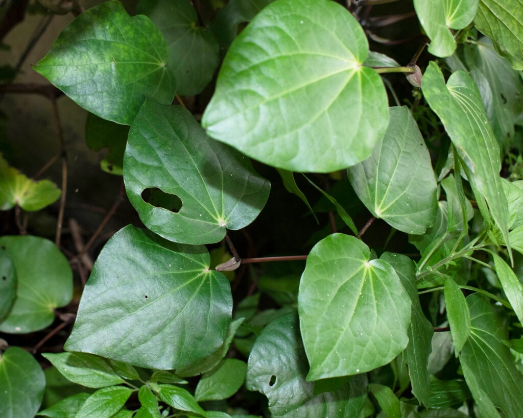 Kawakawa