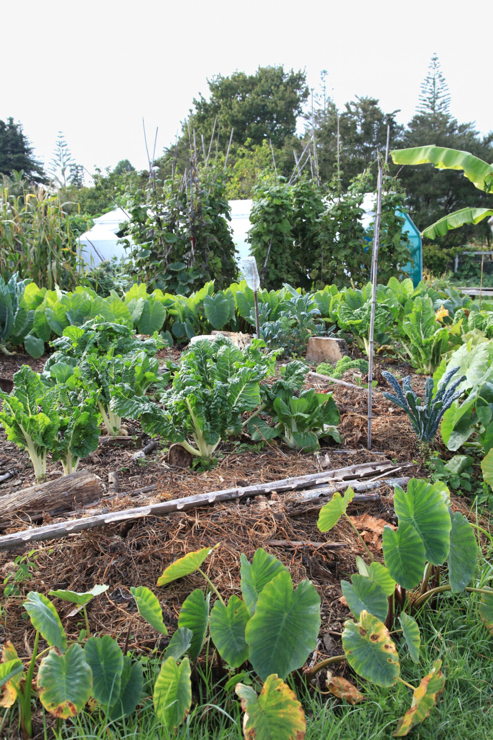 Large garden with soil and a variety of growing leafy plants