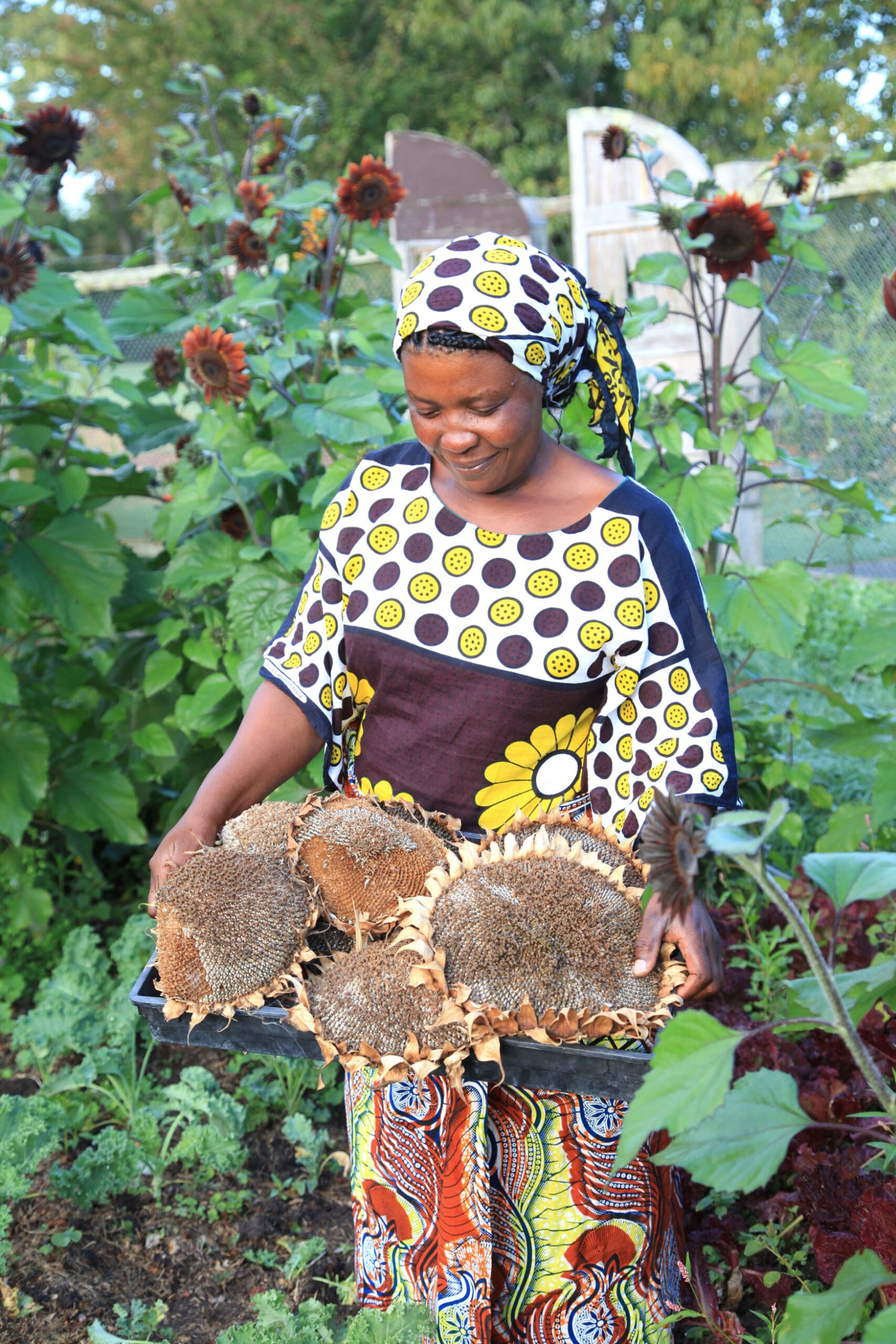 Lema Shamamba standing in community garden holding large tray of dried sunflowers