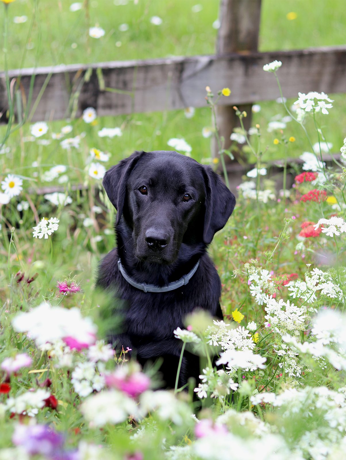 Black labrador in a flower field