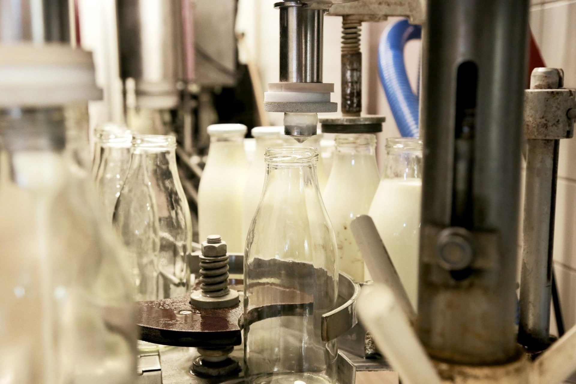 Glass milk bottles being filled in factory by machine