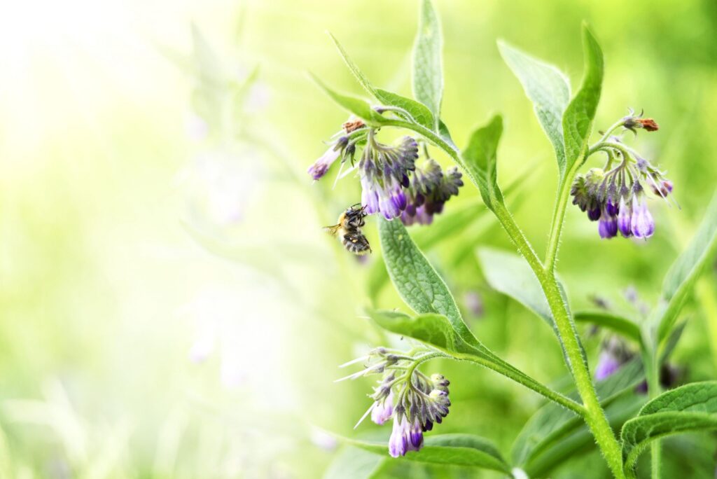 A close up of a comfrey plant with a bee on its flower