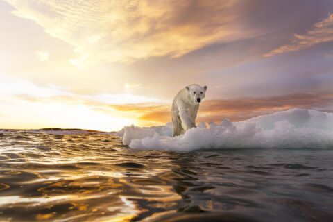 A polar bear talking along a melting piece of ice at sunset