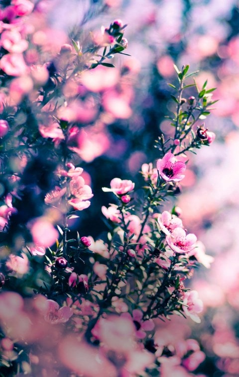 A Mānuka bush with pink flowers