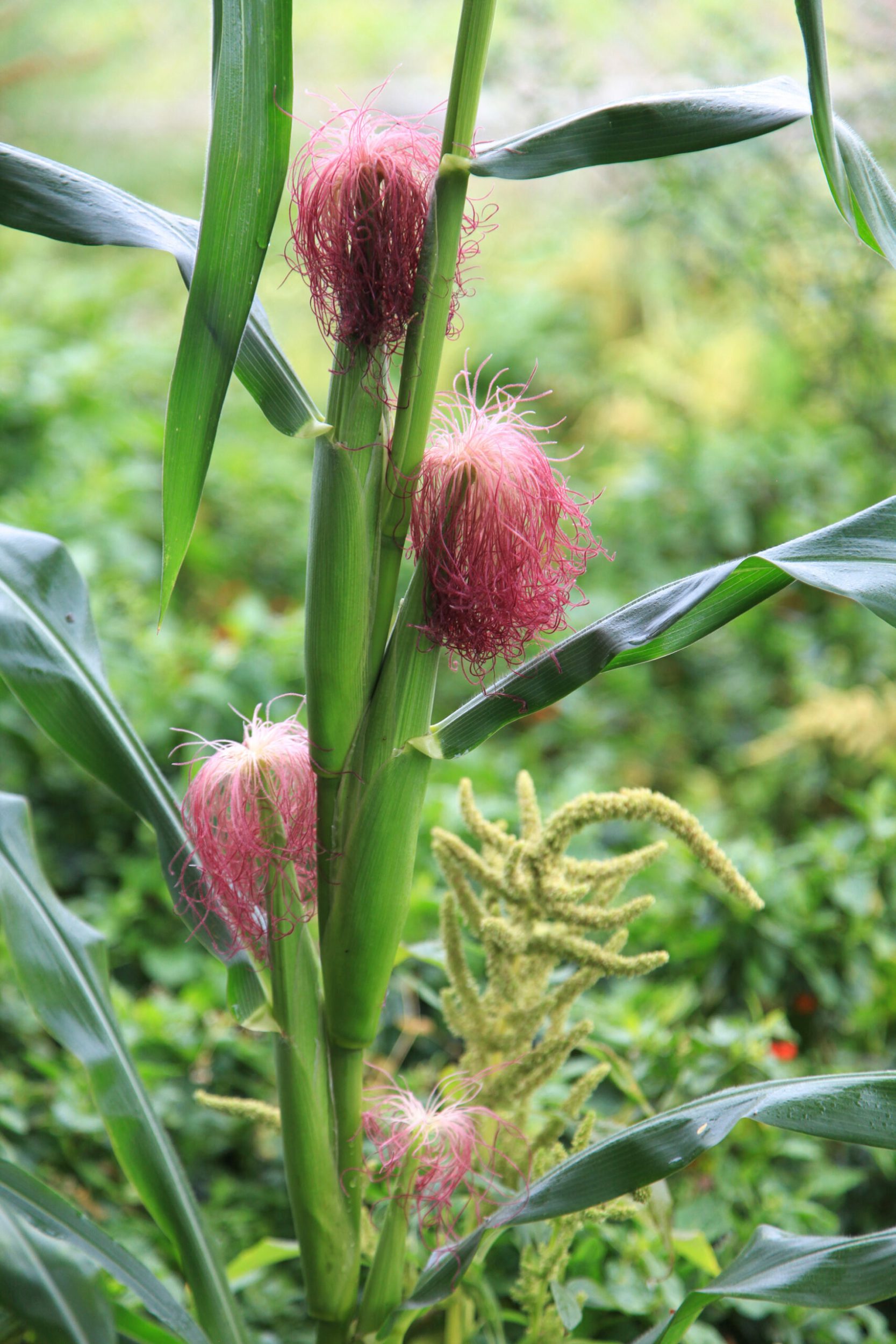 Red maize growing on leafy plant