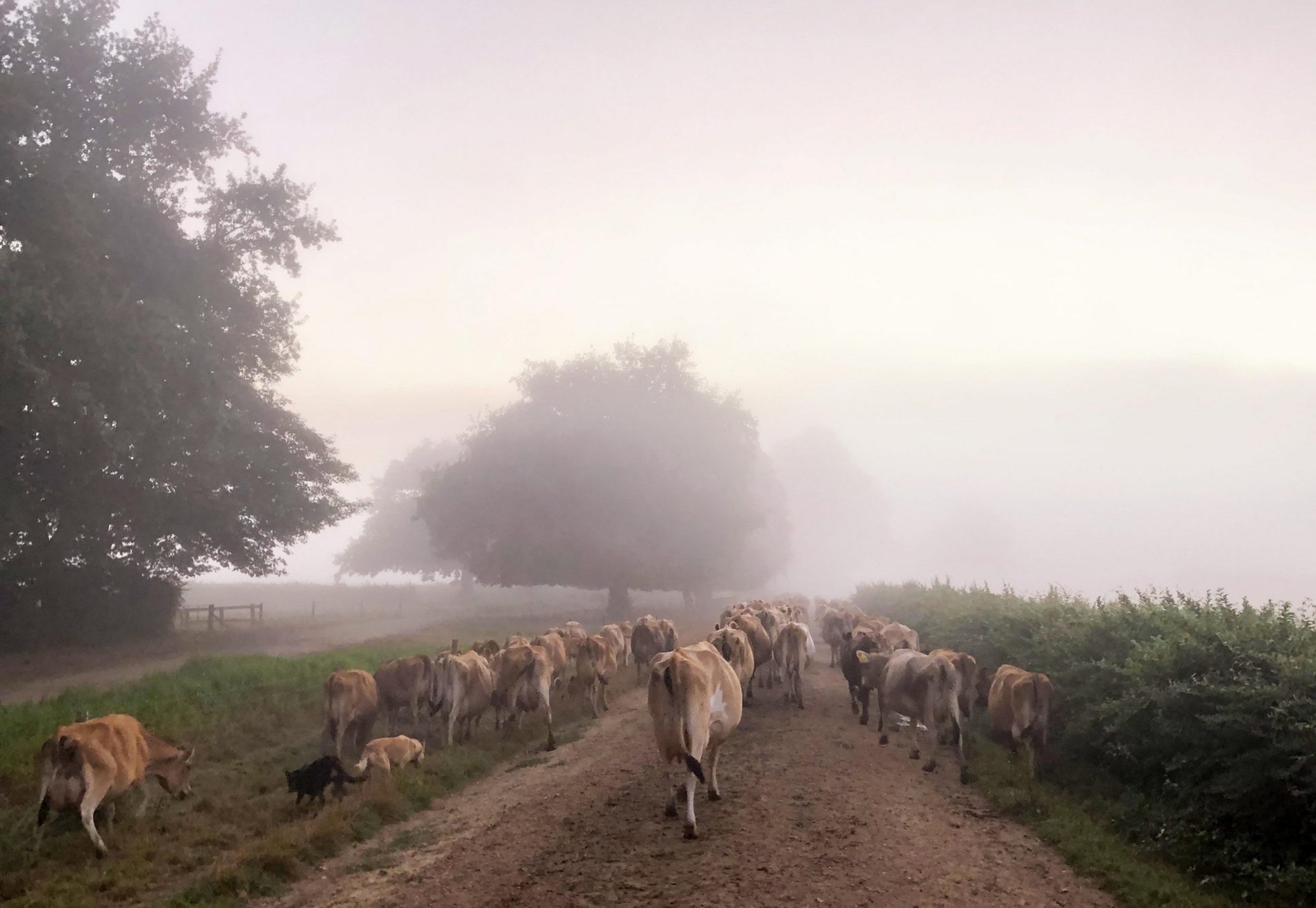 Brown and white Jersey cows walking on path in morning fog