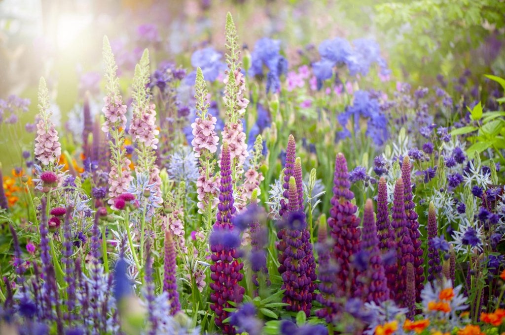 Field of colourful wild flowers